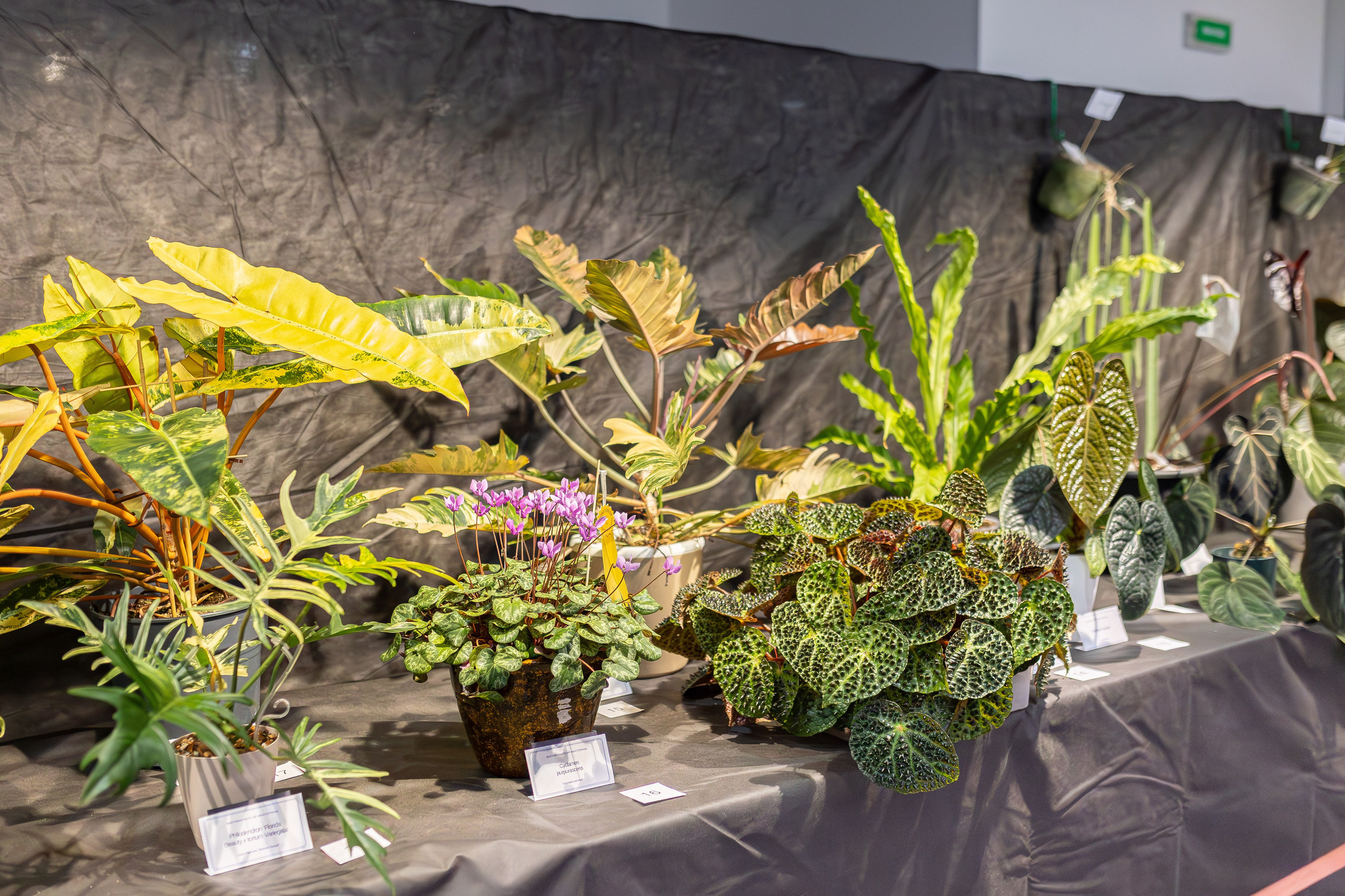 Монстериум апрель 2026. Александра Куликова фотограф, Москва