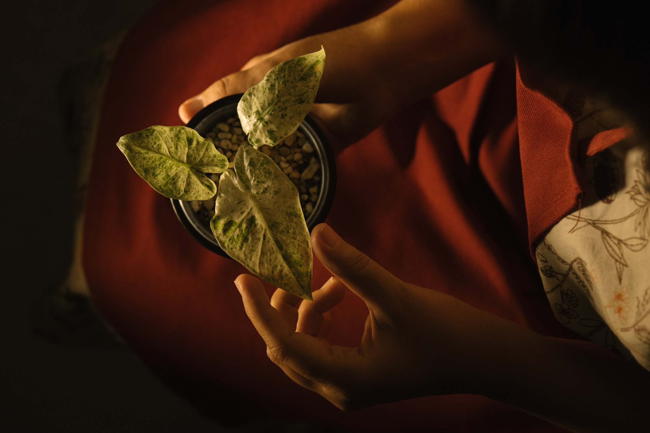 Домашняя женская фотосессия. Портретный фотограф в Чите Анна Камратова. Помогу Вам создать историю, в которой Вы — главный герой!