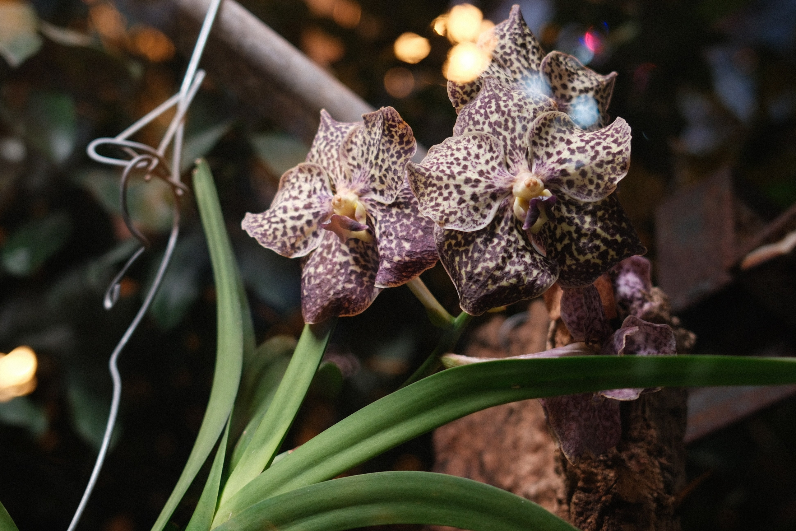 Аптекарский огород. Профессиональный фотограф в Москве Захар Ишутин