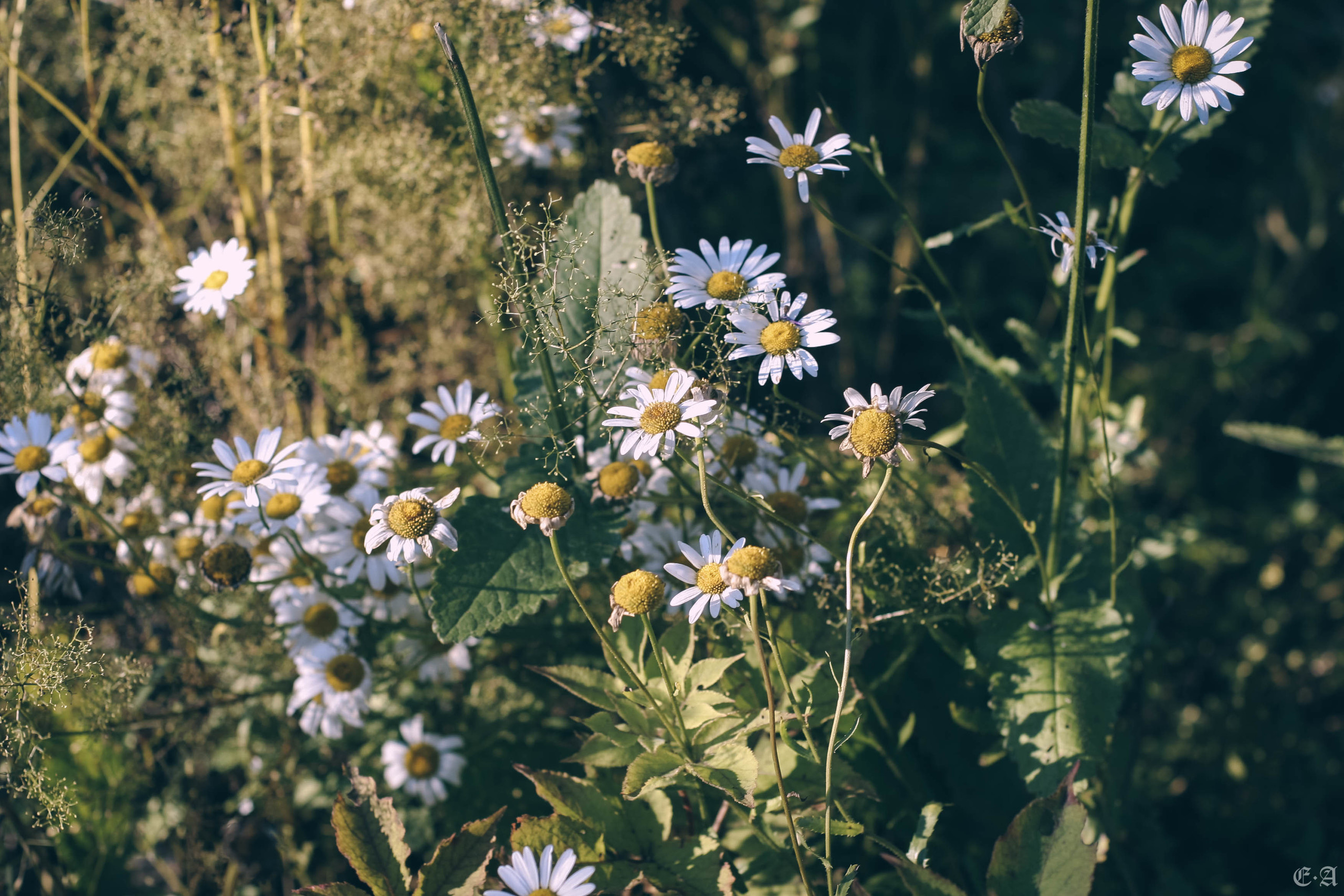 Fegurð. Лесной шаман. Фотограф Ellairen