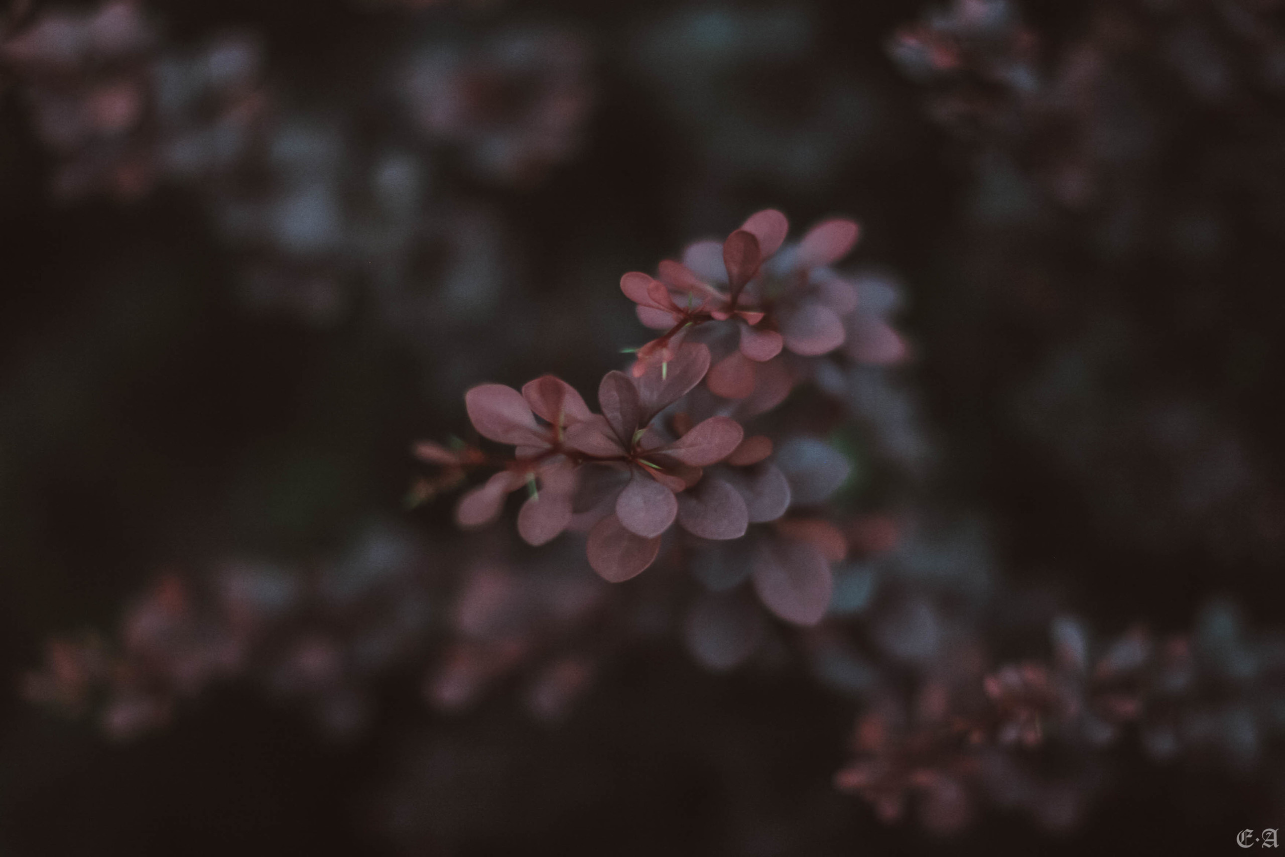 Fegurð. Лесной шаман. Фотограф Ellairen