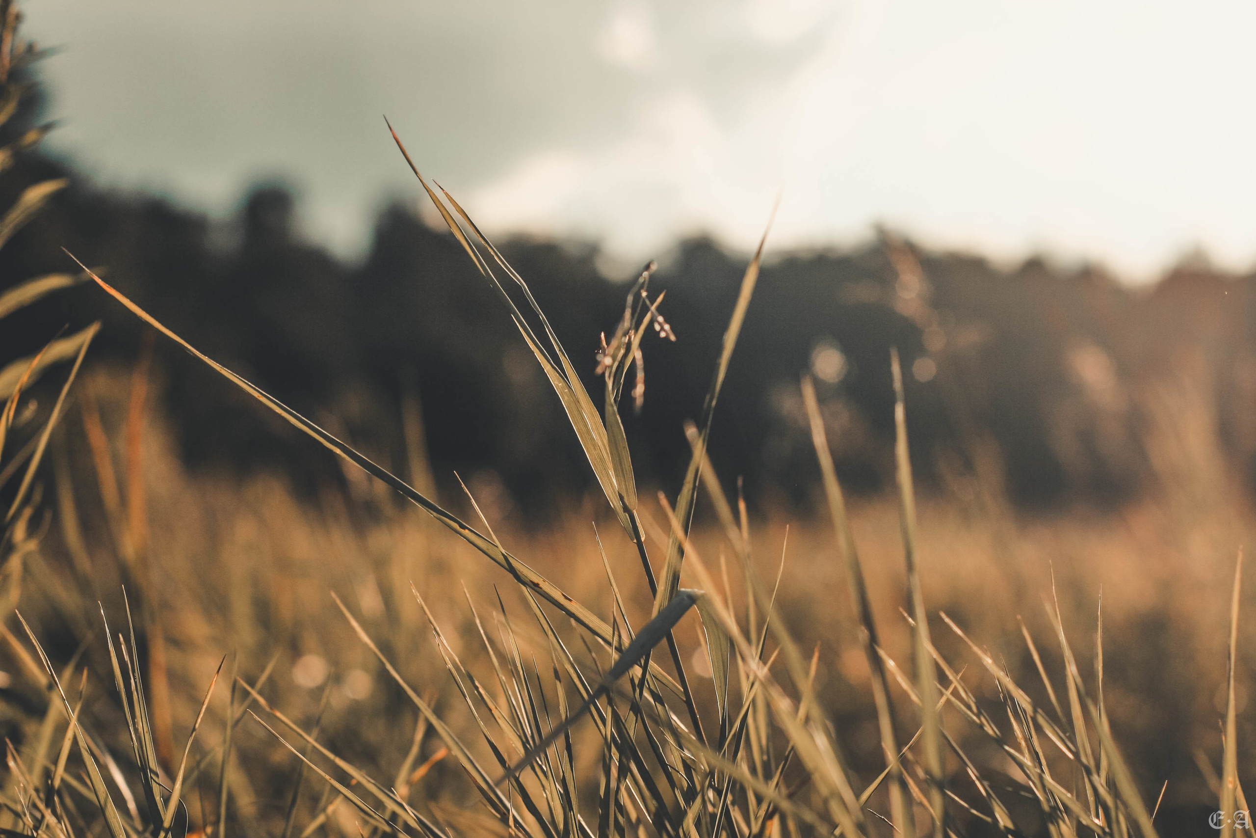 Fegurð. Лесной шаман. Фотограф Ellairen