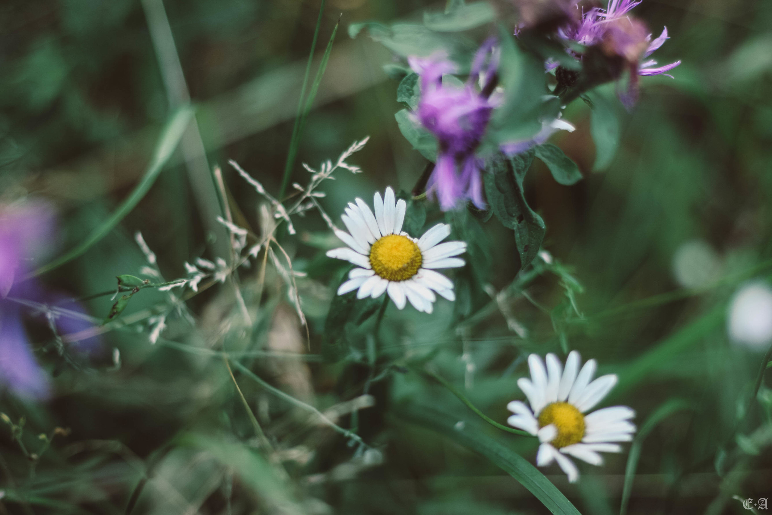 Fegurð. Лесной шаман. Фотограф Ellairen
