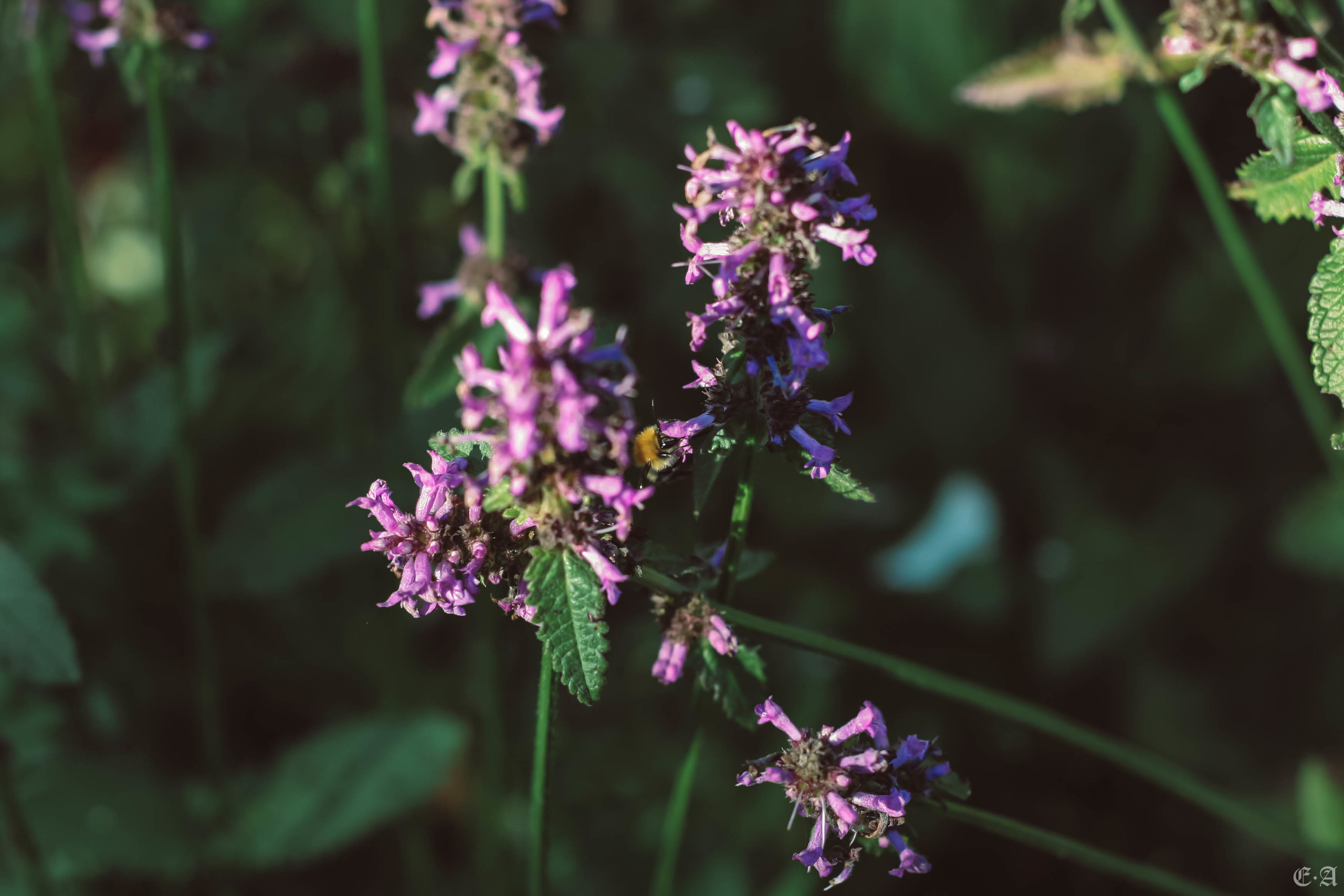 Fegurð. Лесной шаман. Фотограф Ellairen