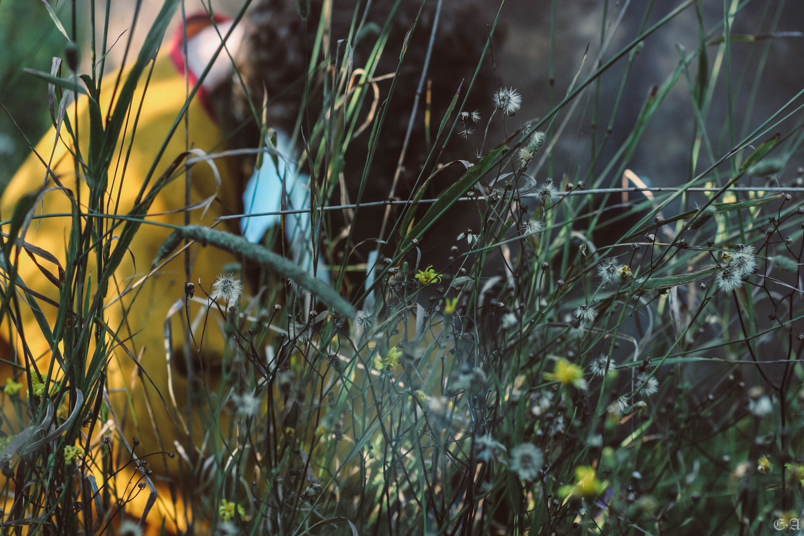 Fegurð. Лесной шаман. Фотограф Ellairen