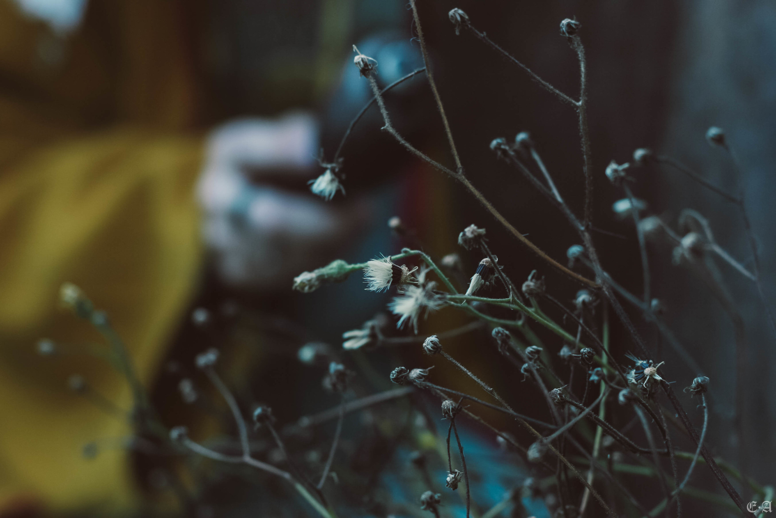 Fegurð. Лесной шаман. Фотограф Ellairen