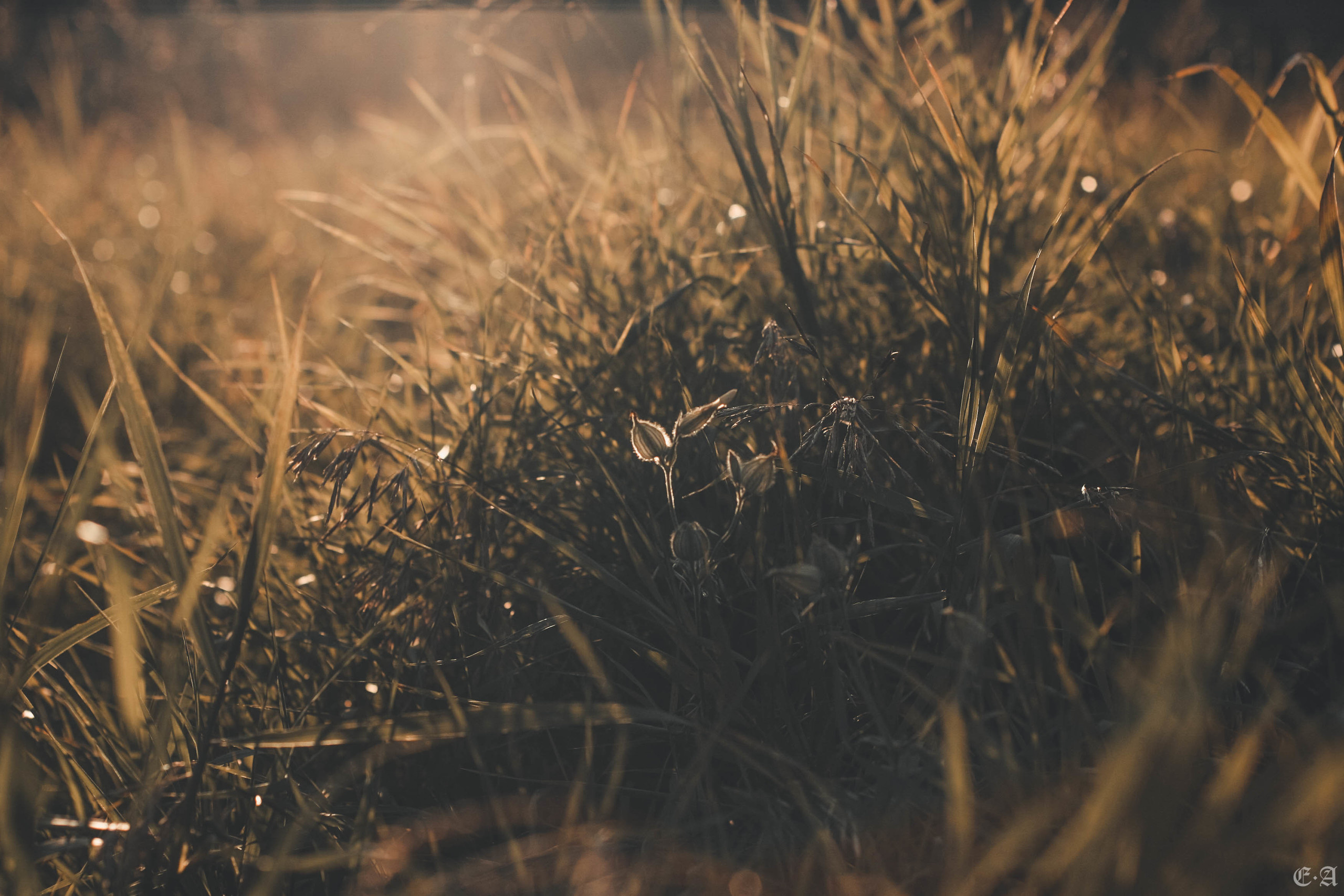 Fegurð. Лесной шаман. Фотограф Ellairen