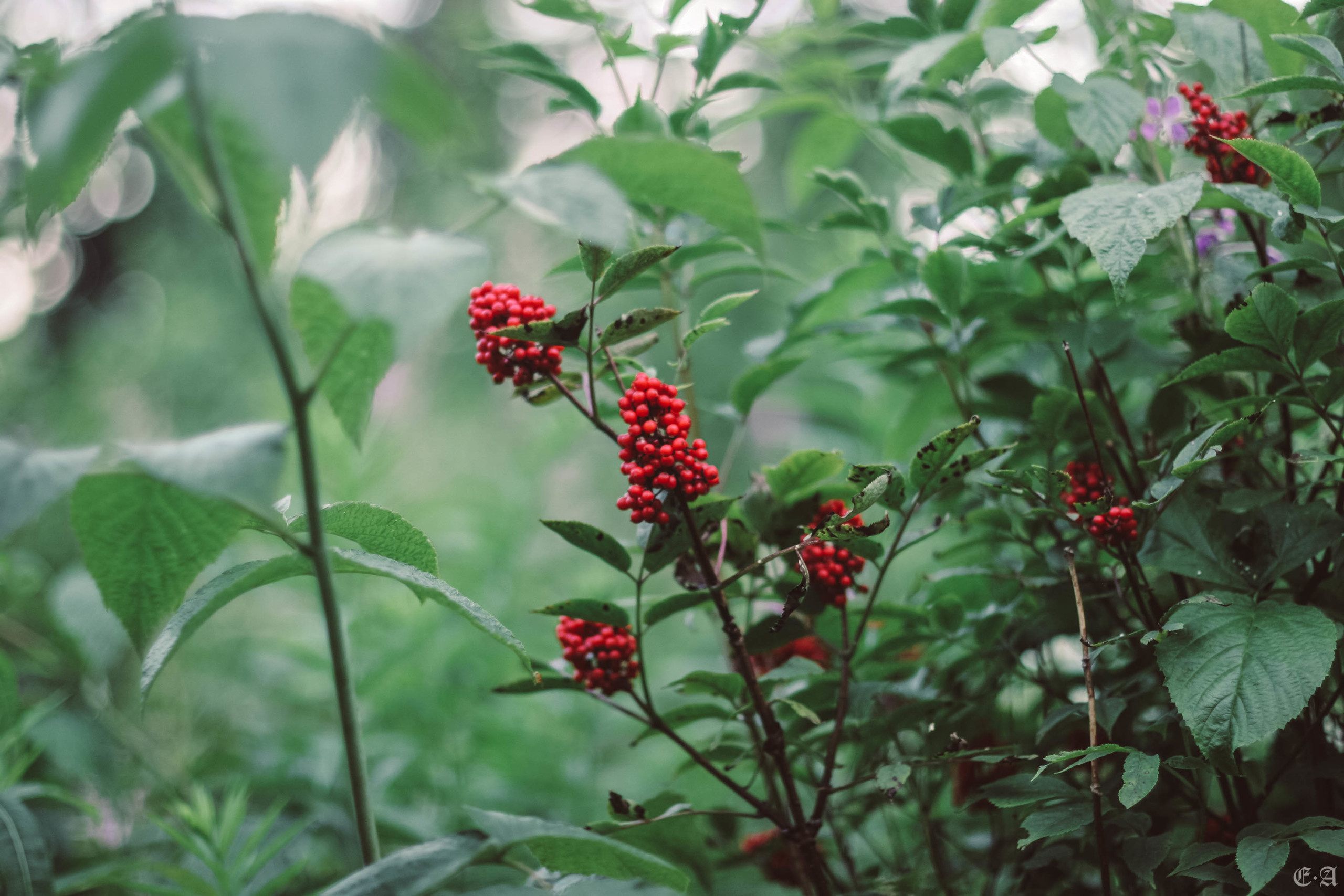Fegurð. Лесной шаман. Фотограф Ellairen
