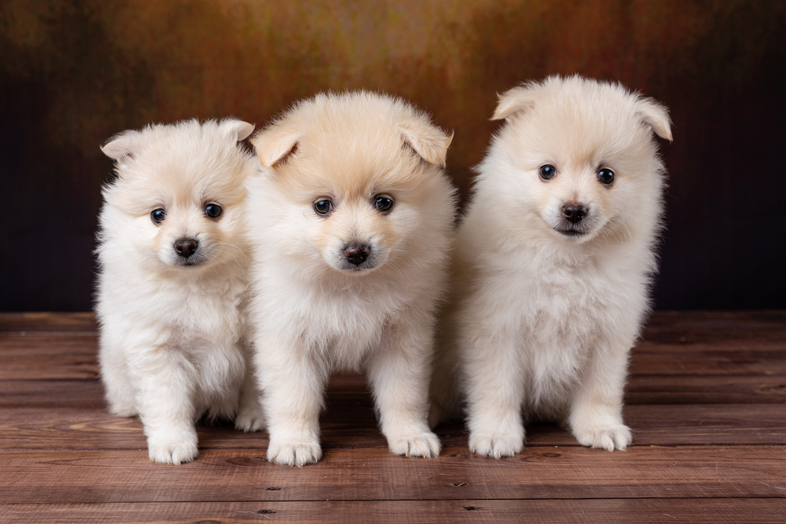 Фотографии собак и щенят. Фотограф Ирина Бобрешова. Коряжма