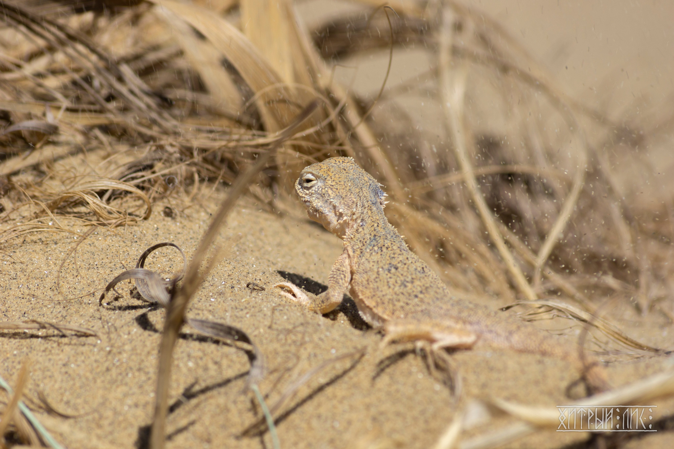 Дагестан. Фотограф-путешественник Самойлов Максим «Sly Fox»