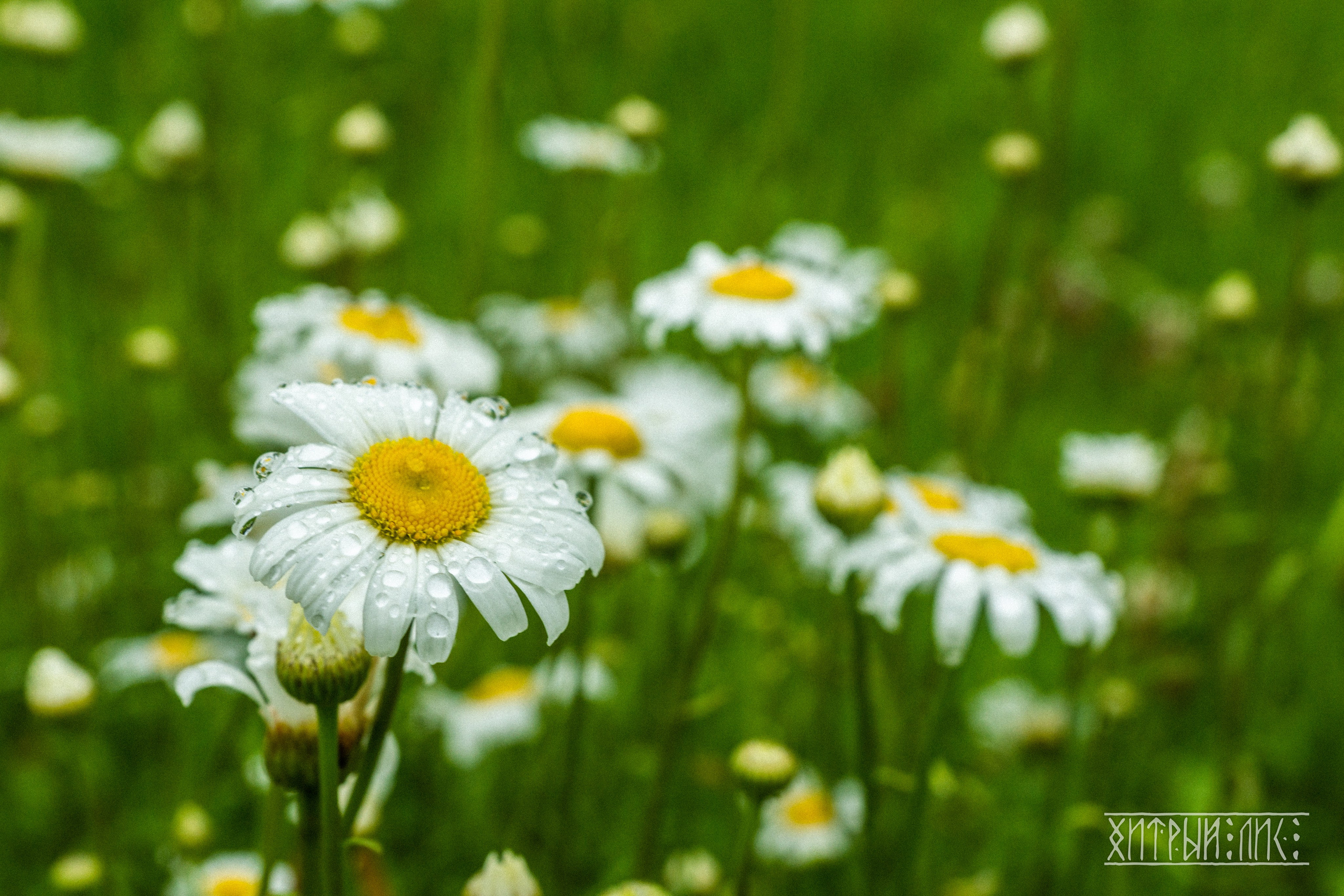 Беларусь. Фотограф-путешественник Самойлов Максим «Sly Fox»