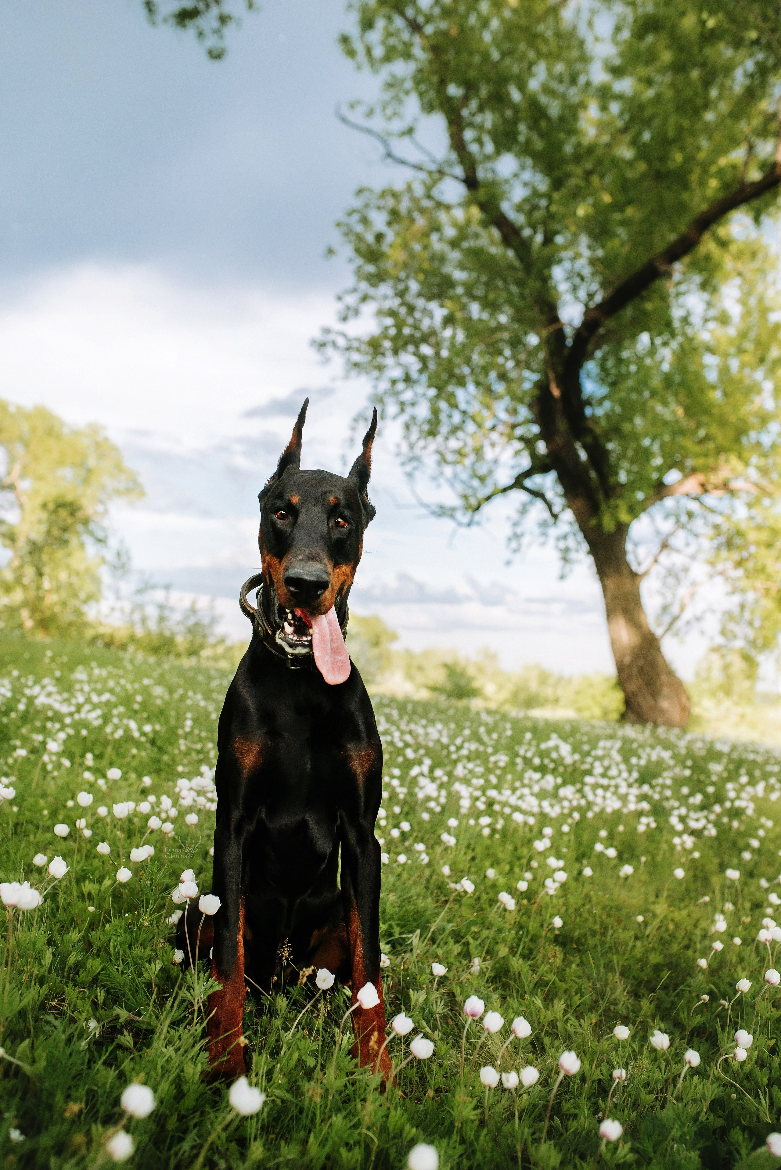 Собаки уличные. Фотограф Диана Оленина Красноярск / Братск