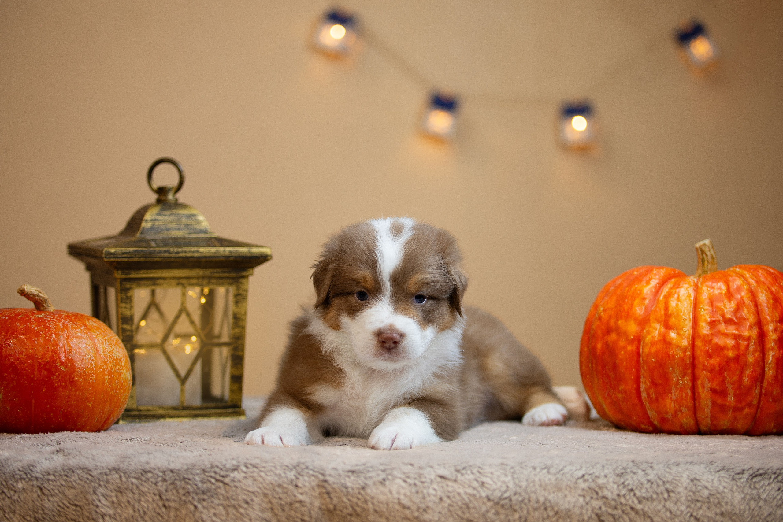 Заводчик Ольга Тутлова. Творческий фотограф Вологда
