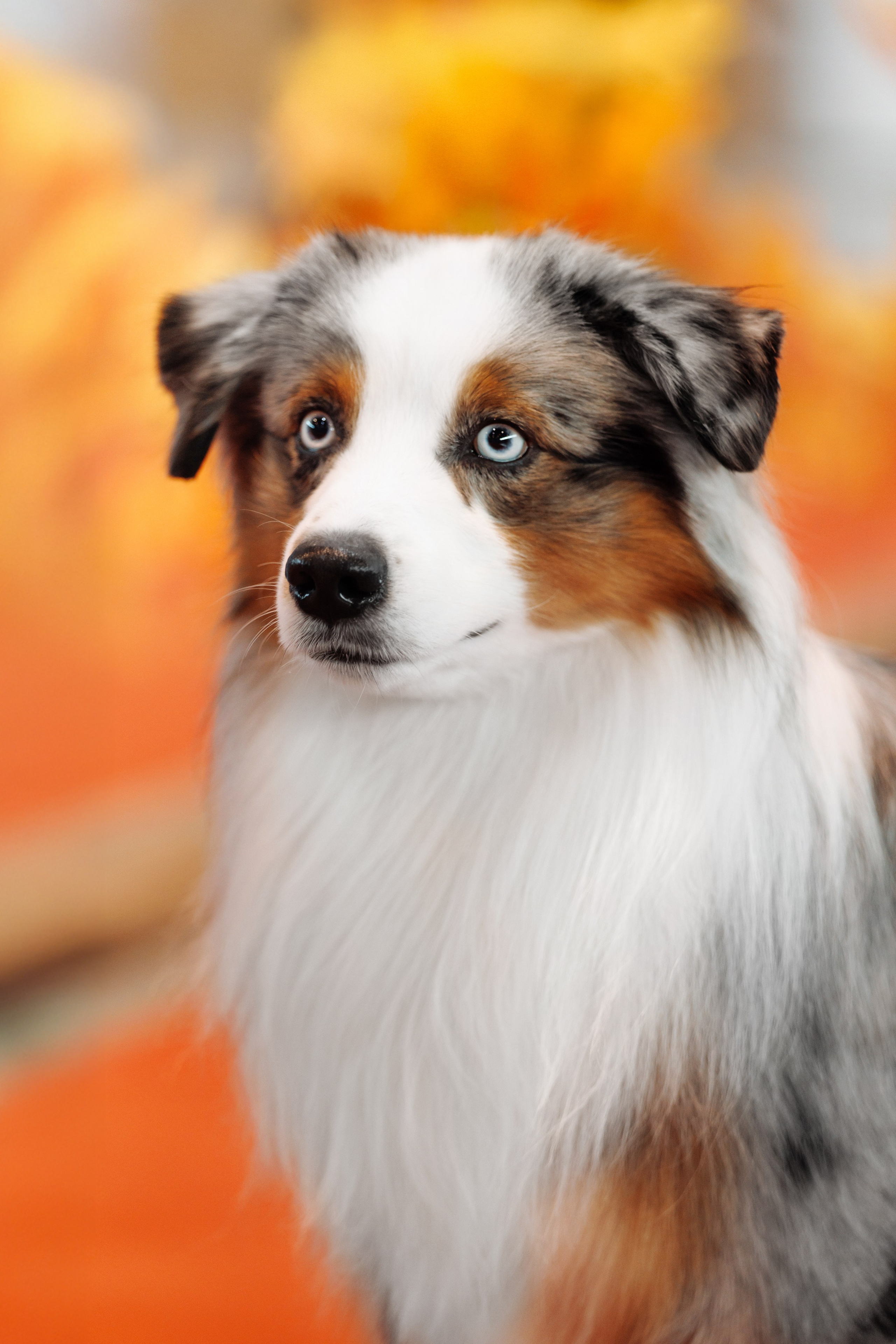 18/19.10.2025 — Екатеринбург. Фотограф-анималист Саша Вязьмина