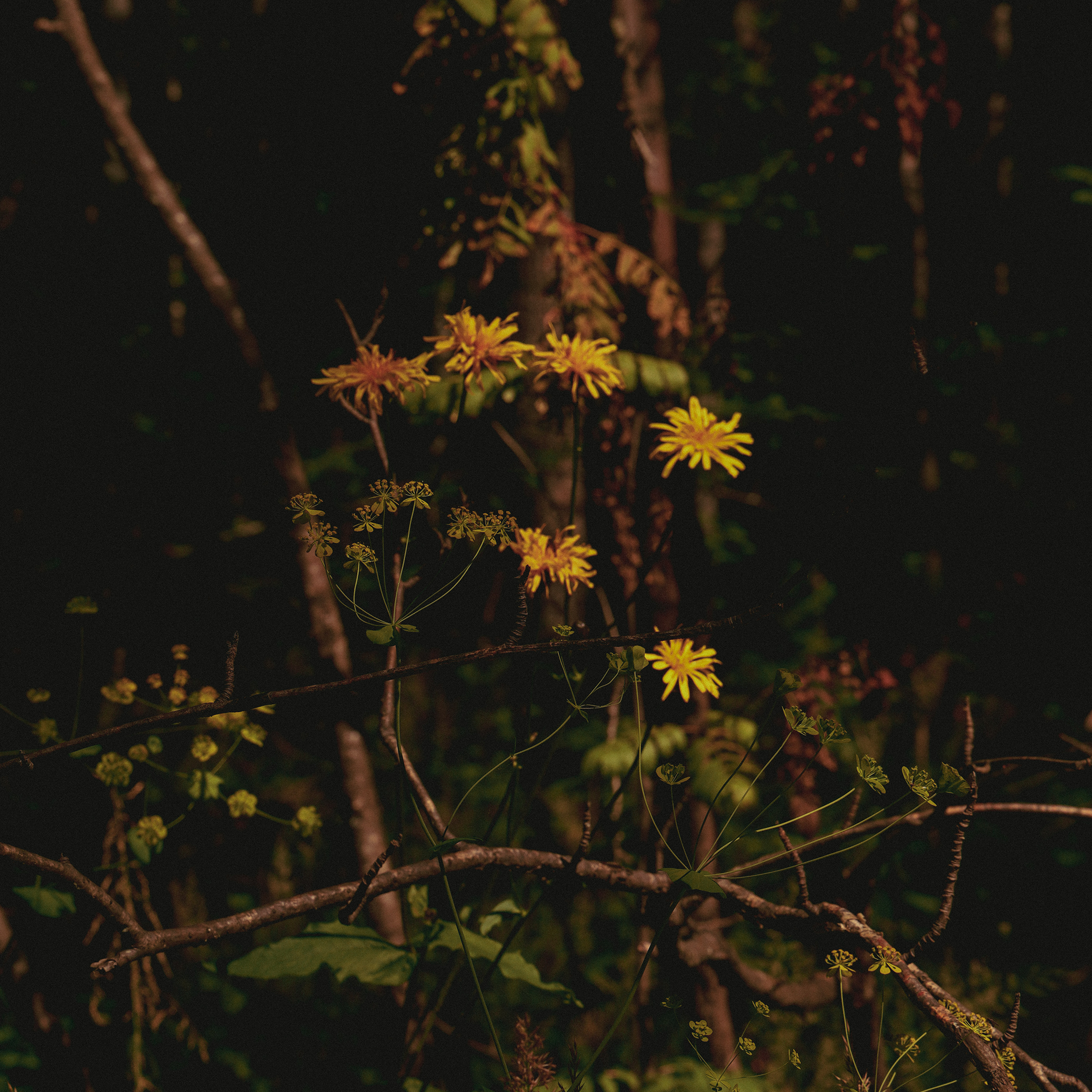 Summer hike. Фотограф/дизайнер в Екатеринбурге Хитрый Дмитрий