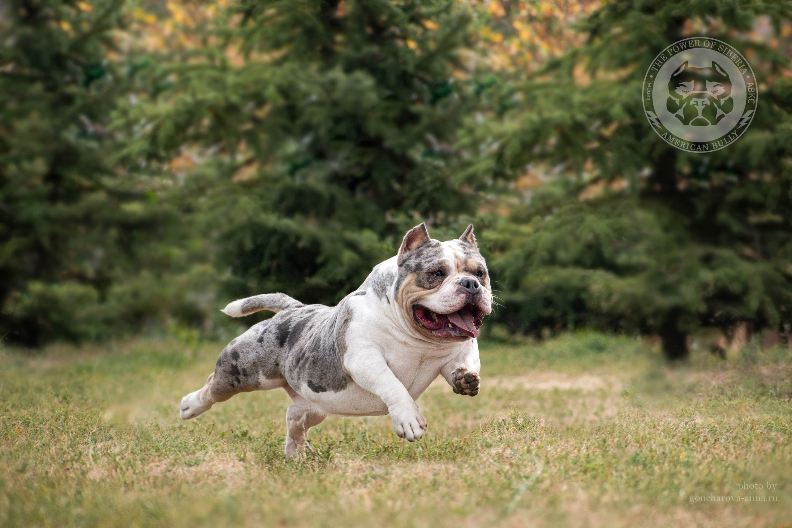 Августовские фотографии Каспера. Американский Булли в г. Ростов-на-Дону. Питомник THE POWER OF SIBERIA