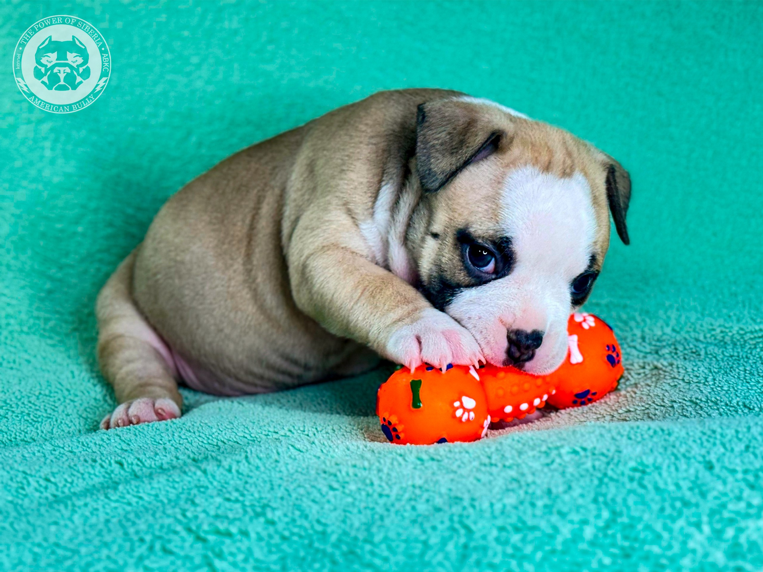 Свободные щенки Американский Булли стандарт и Свободные щенки Американский Булли классик. Американский Булли в г. Ростов-на-Дону. Питомник THE POWER OF SIBERIA