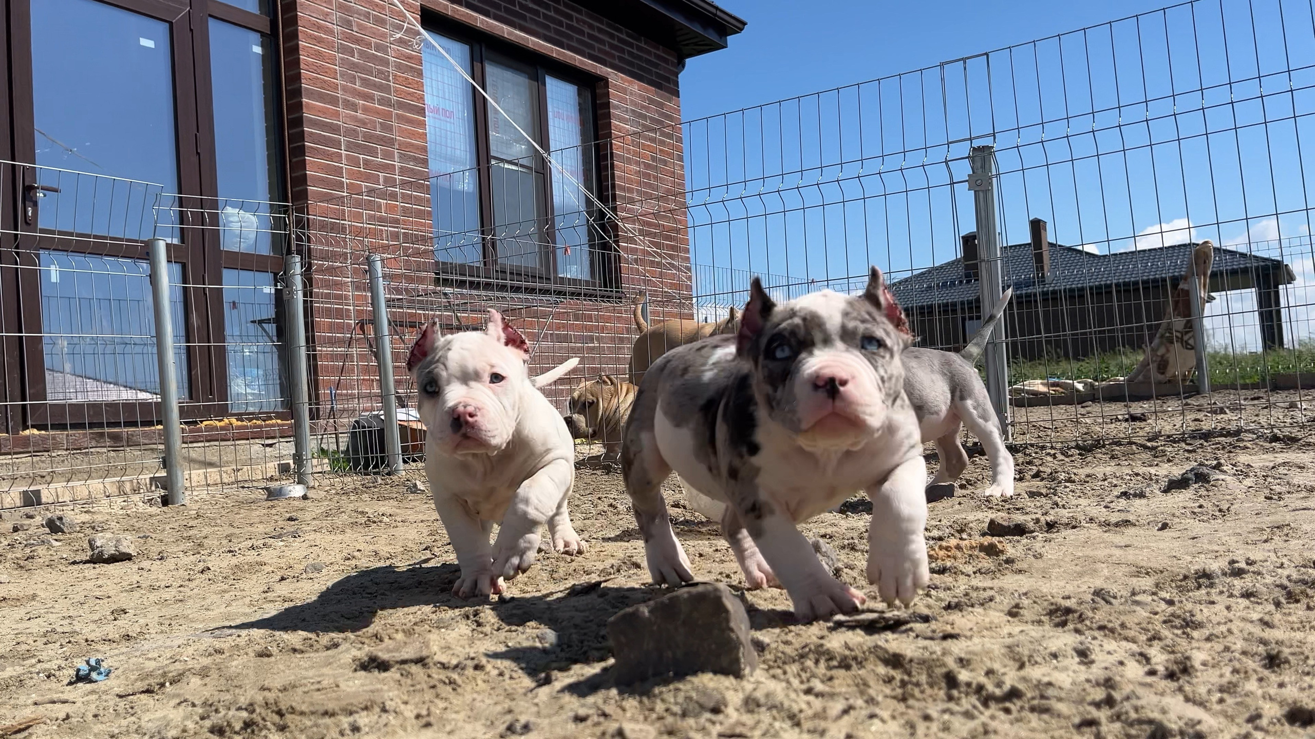 Фотографии Керри Американского булли Классик в возрасте 4 мес. Американский Булли в г. Ростов-на-Дону. Питомник THE POWER OF SIBERIA