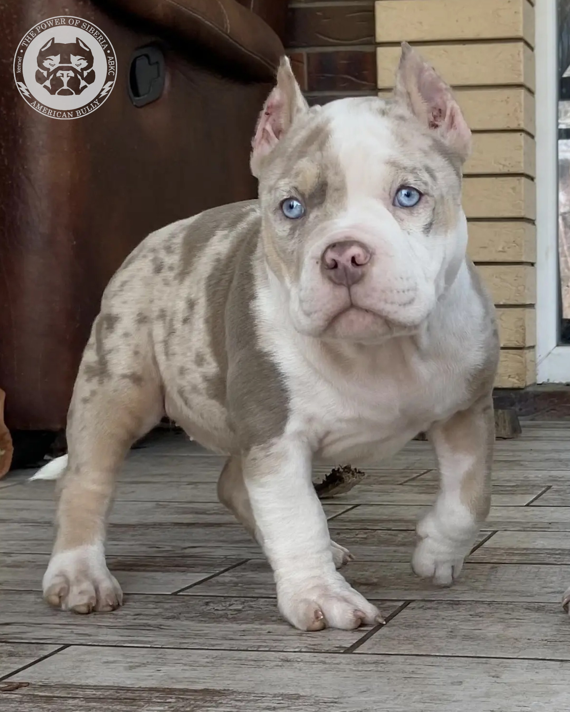 Свободные щенки Американский Булли покет. Американский Булли в г. Ростов-на-Дону. Питомник THE POWER OF SIBERIA