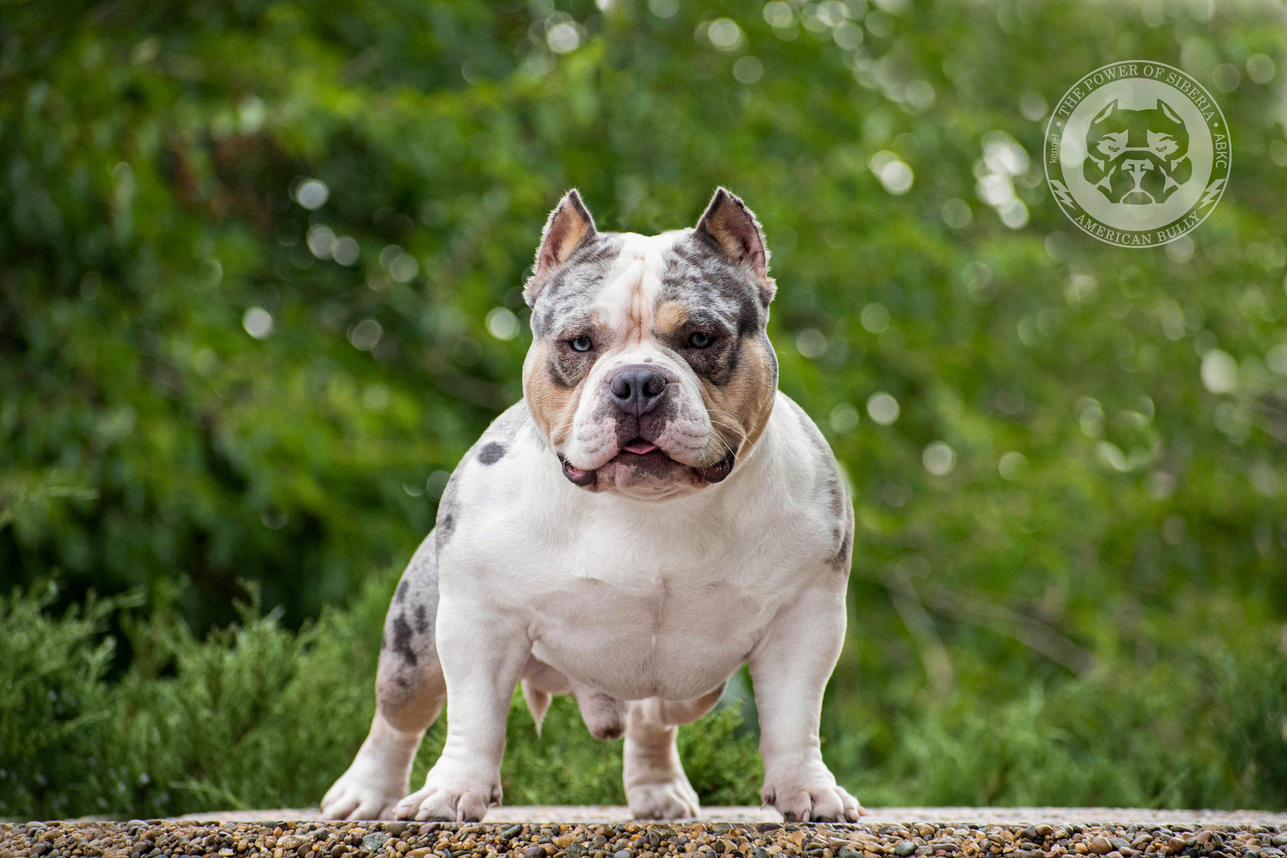 Августовские фотографии Каспера. Американский Булли в г. Ростов-на-Дону. Питомник THE POWER OF SIBERIA
