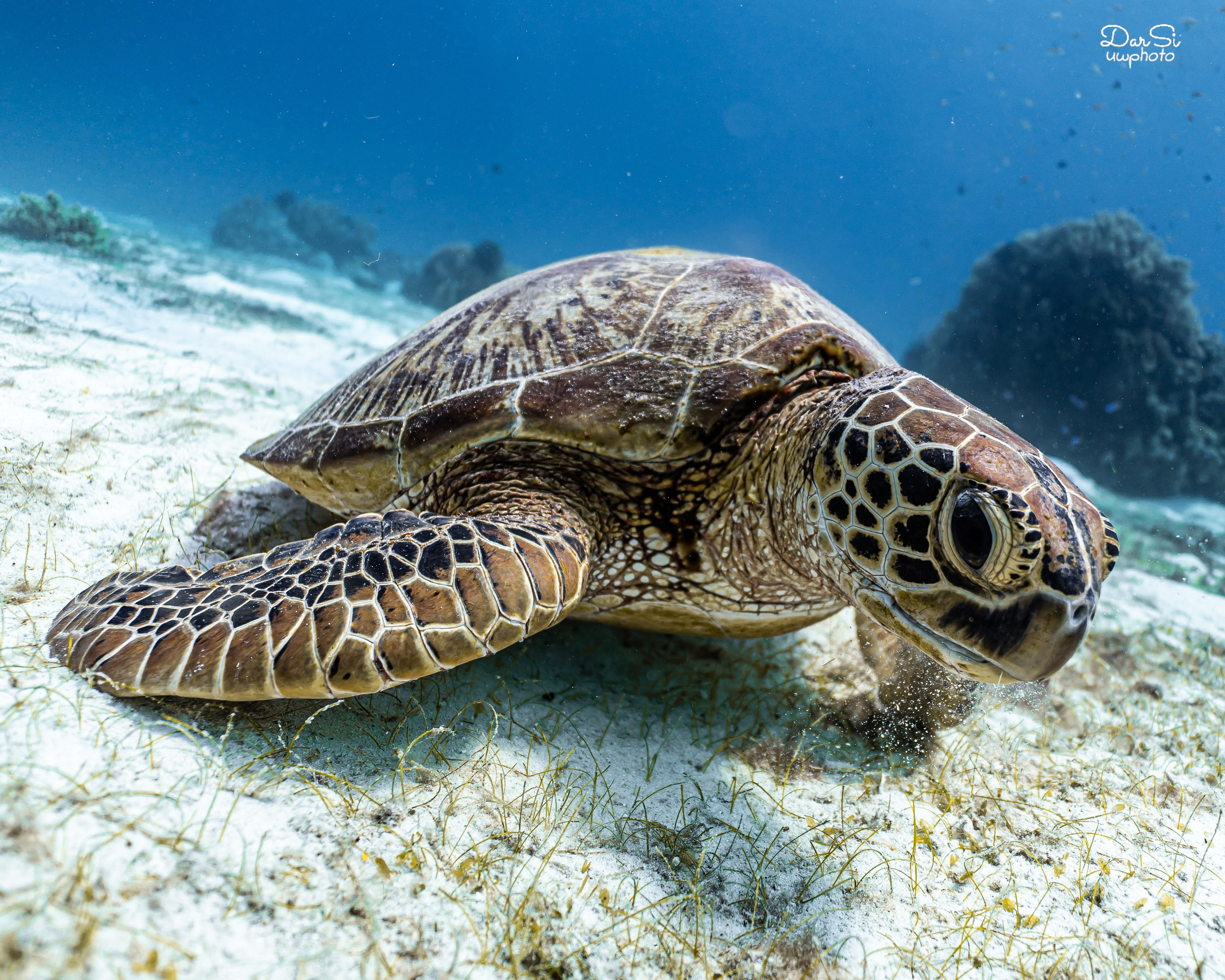 Черепахи. Подводный фотограф на Филиппинах Синицина Дарья