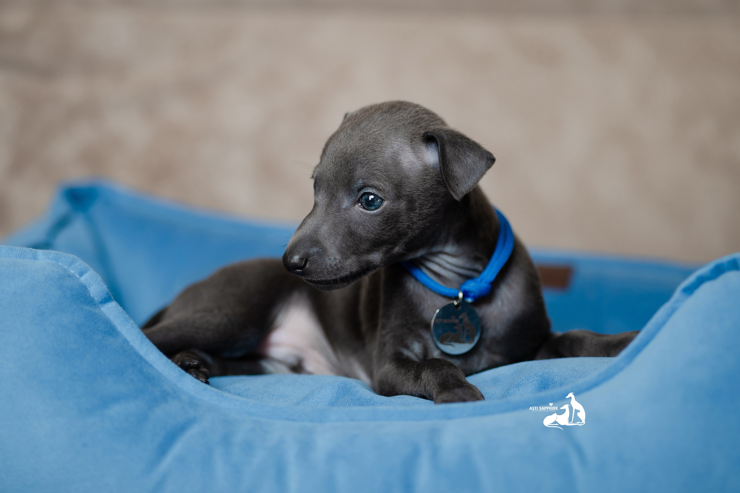 Весенние крошки. Professional Italian Greyhound Kennel RKF/FCI ASTI SAPPHIRE 💎 Sochi|St. Petersburg
