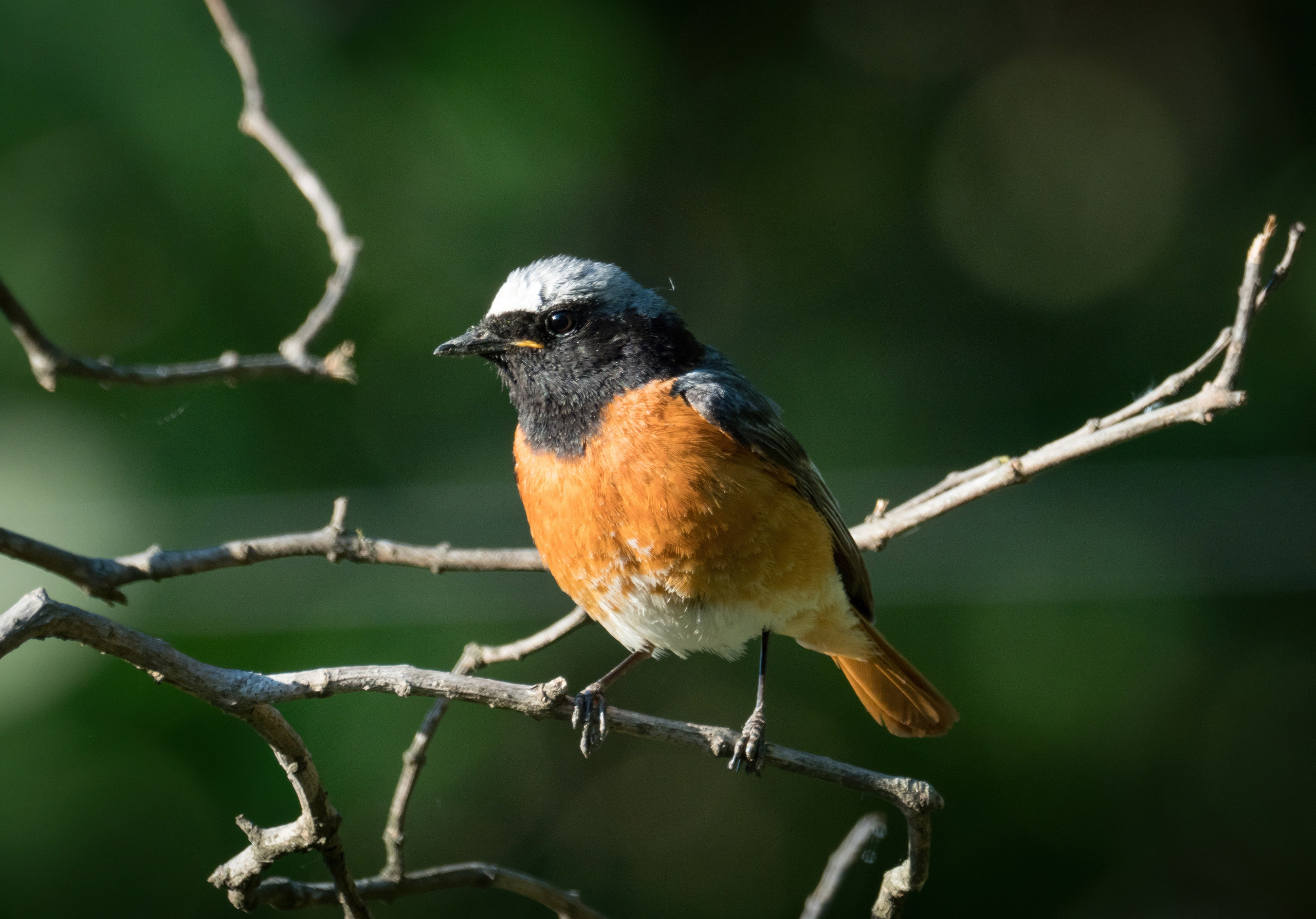 Птицы и животные. Oles Paritskiy