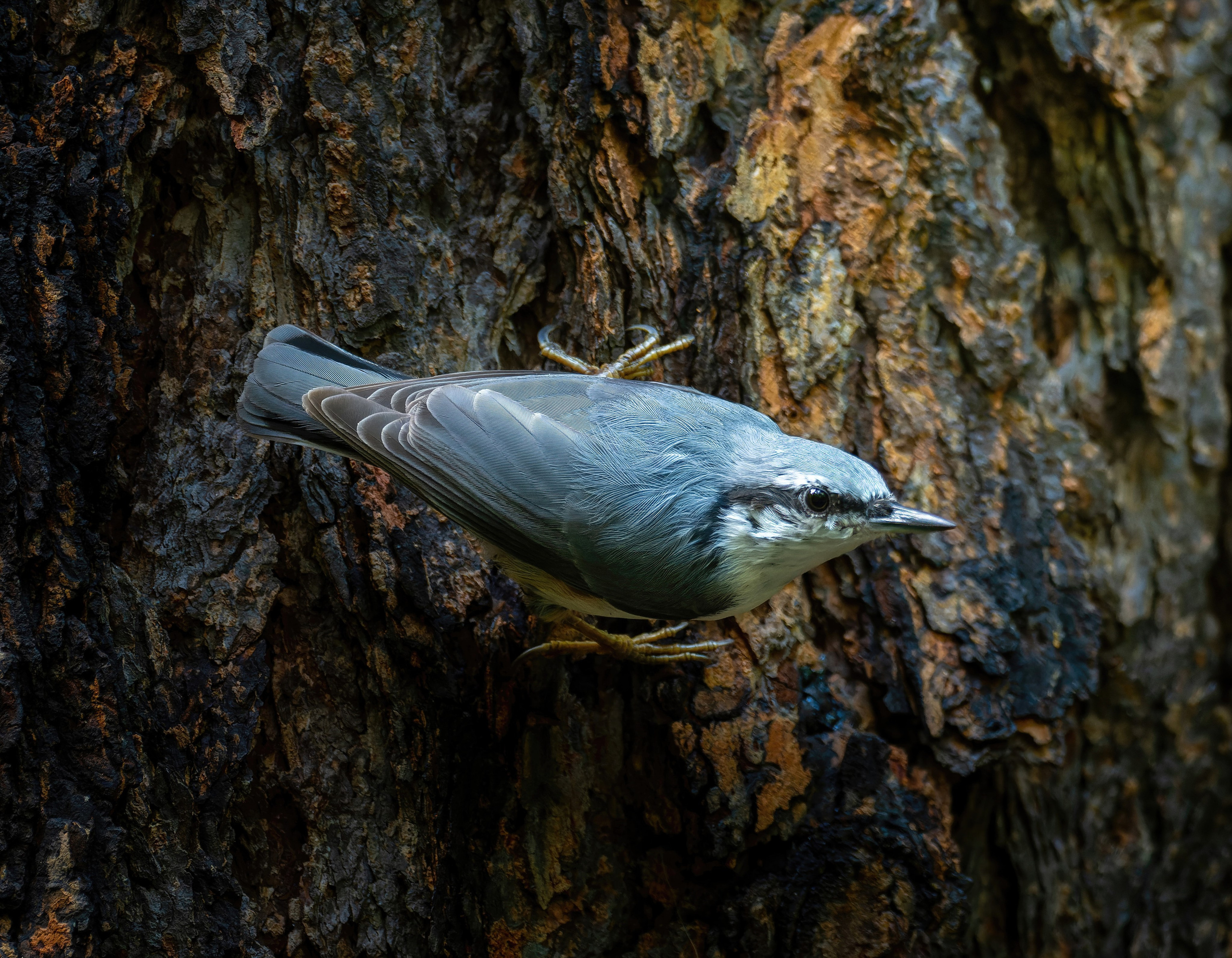 Птицы и животные. Oles Paritskiy