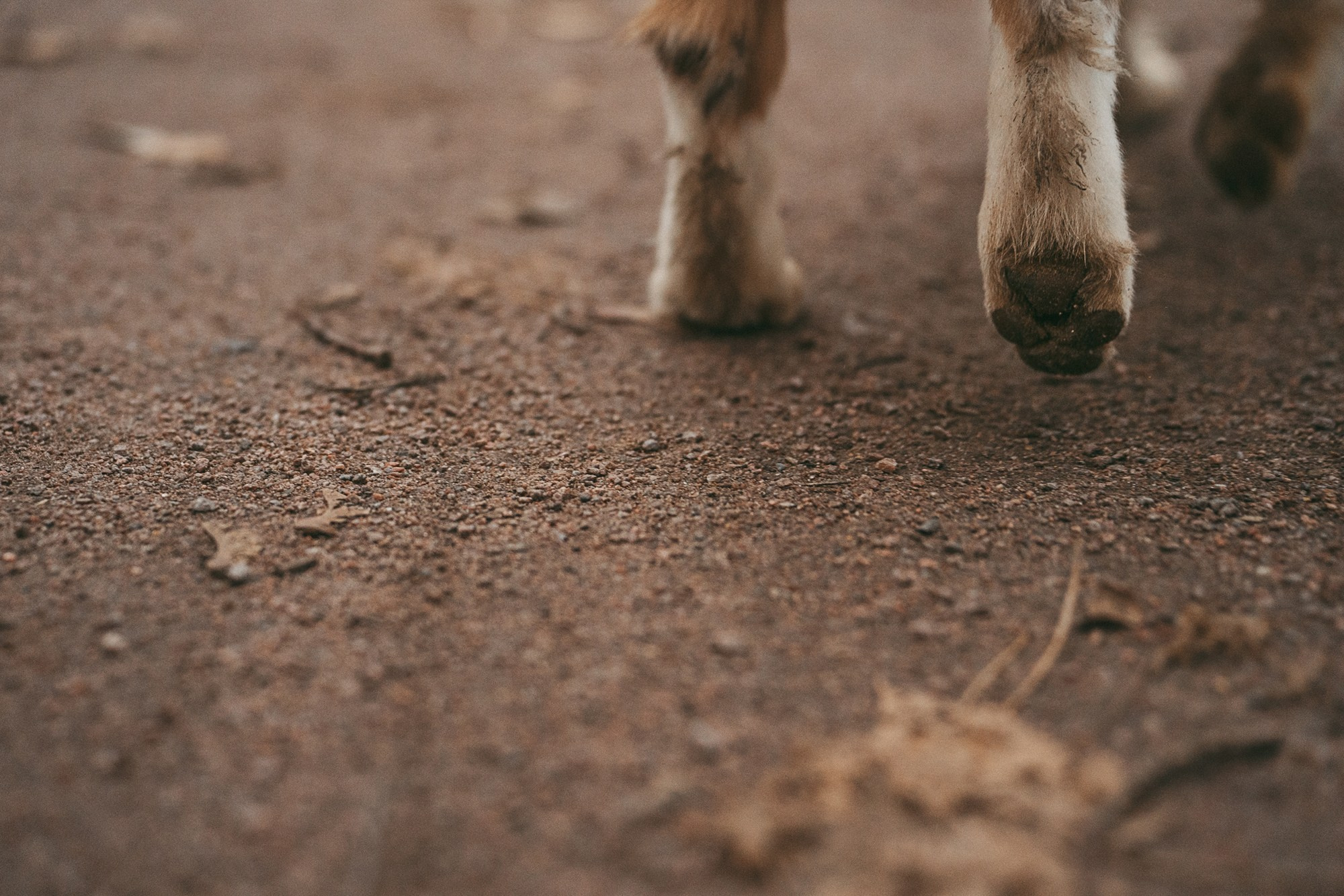 Лиза и Бублик. Фотограф анималист в Москве и Санкт-Петербурге Свиридова Анна