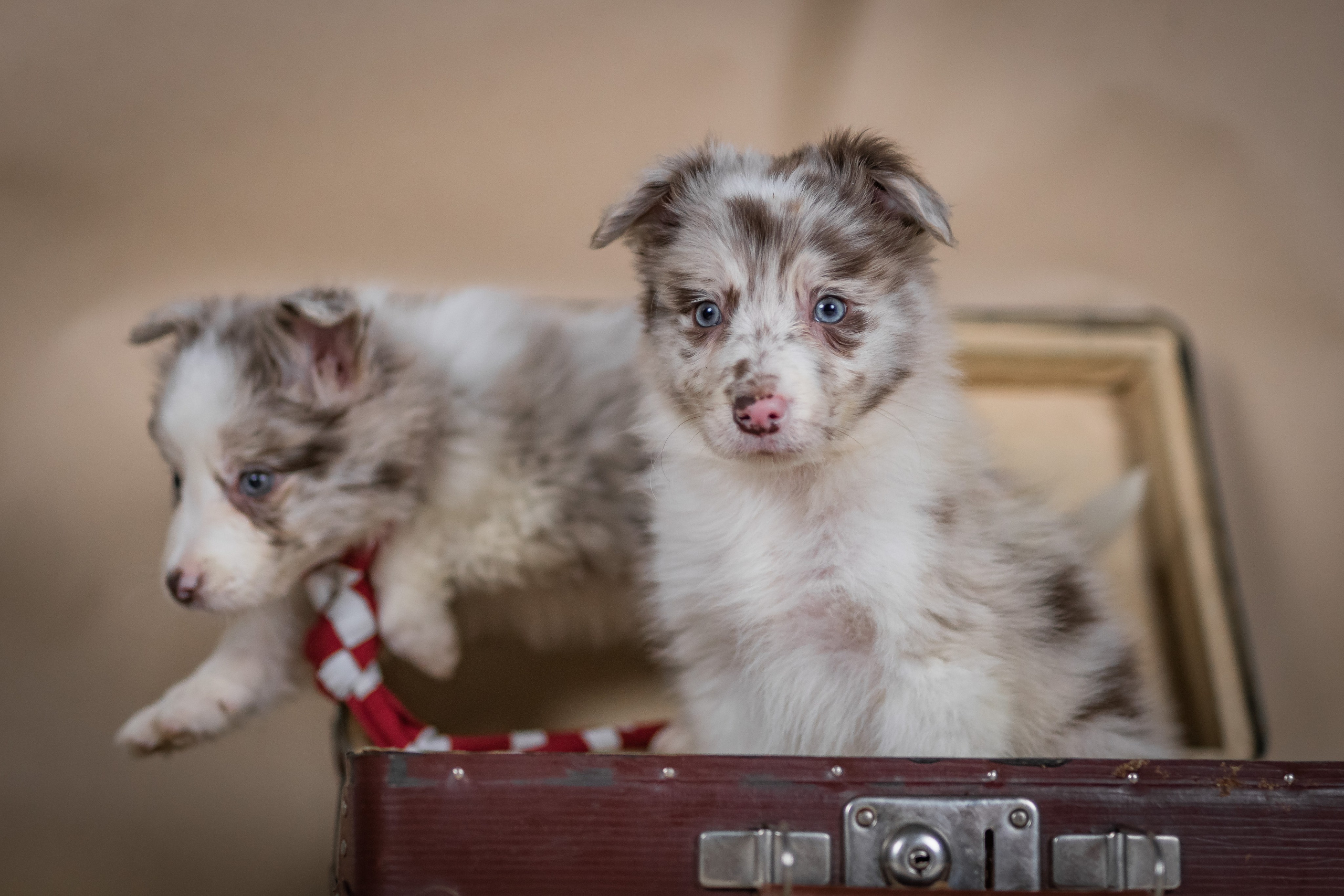 Фритсвит. Семейный фотограф Ефремова Виктория