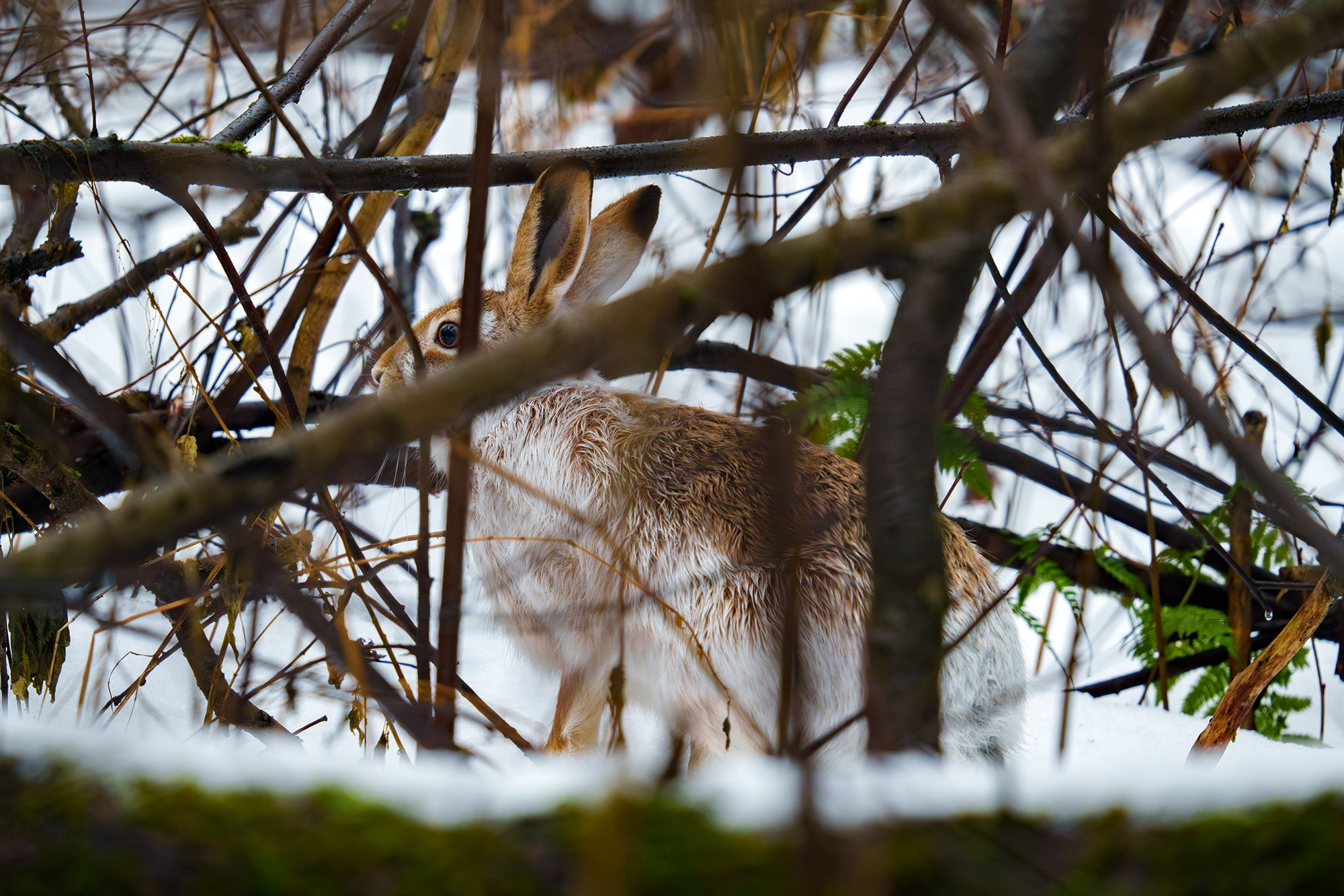 Животные. Ваш личный фотограф Марина Волкова