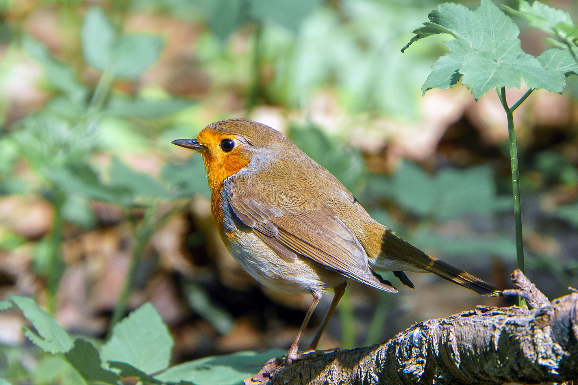 Удивительные мир птиц. Вокруг нас столько прекрасного — присмотритесь!. Ваш личный фотограф Марина Волкова