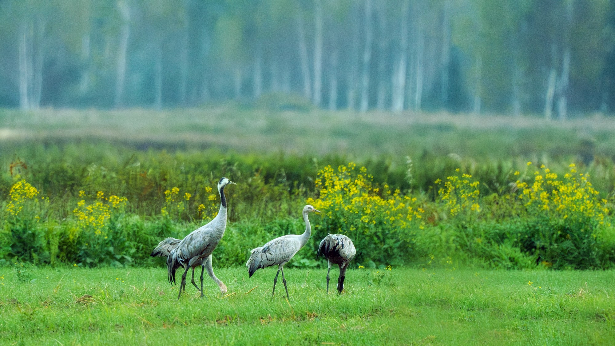 Удивительные мир птиц. Вокруг нас столько прекрасного — присмотритесь!. Ваш личный фотограф Марина Волкова