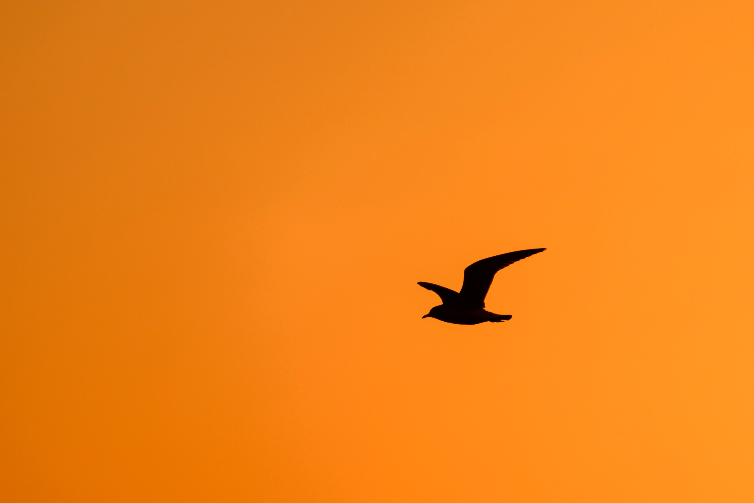 Канюк.Buzzard. Фотограф Сергей Пупонин