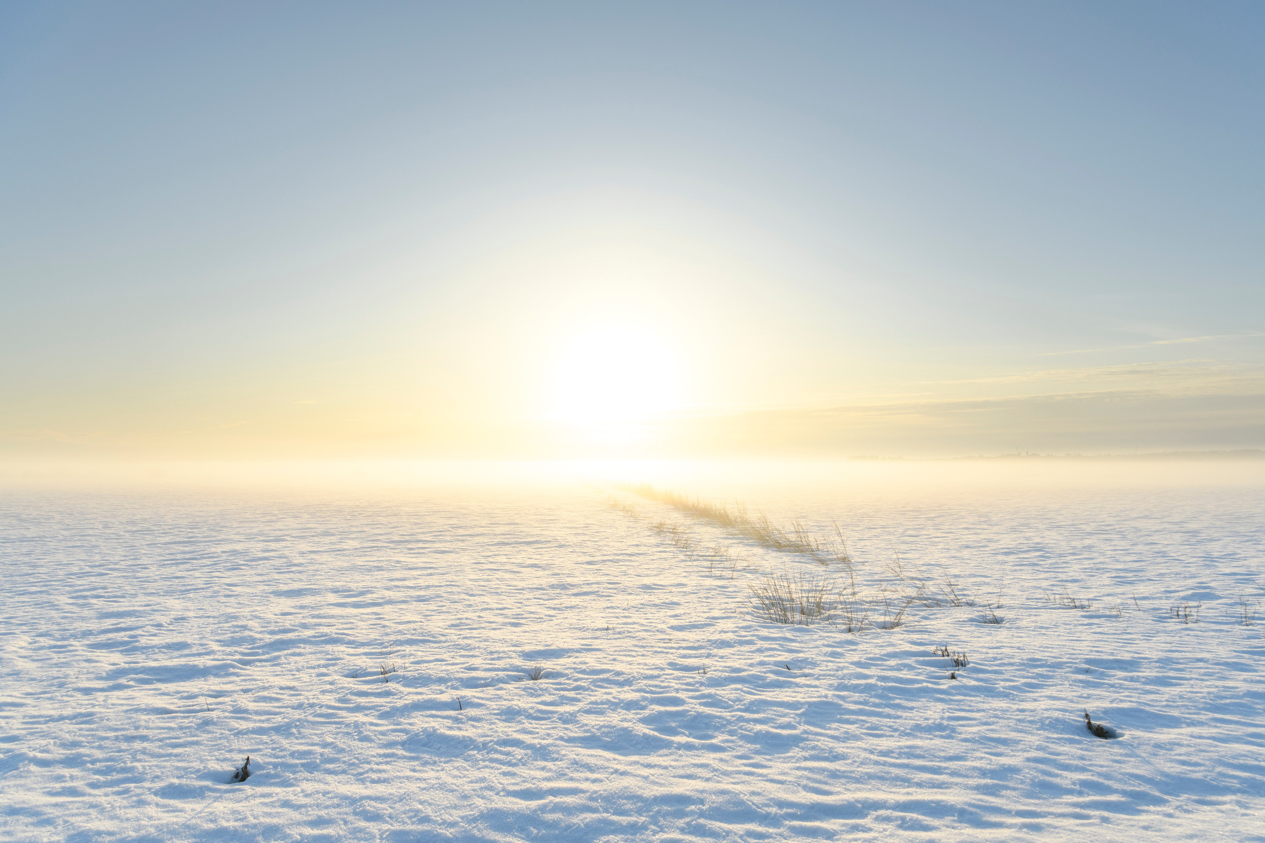 Куропатки. Фотограф Сергей Пупонин