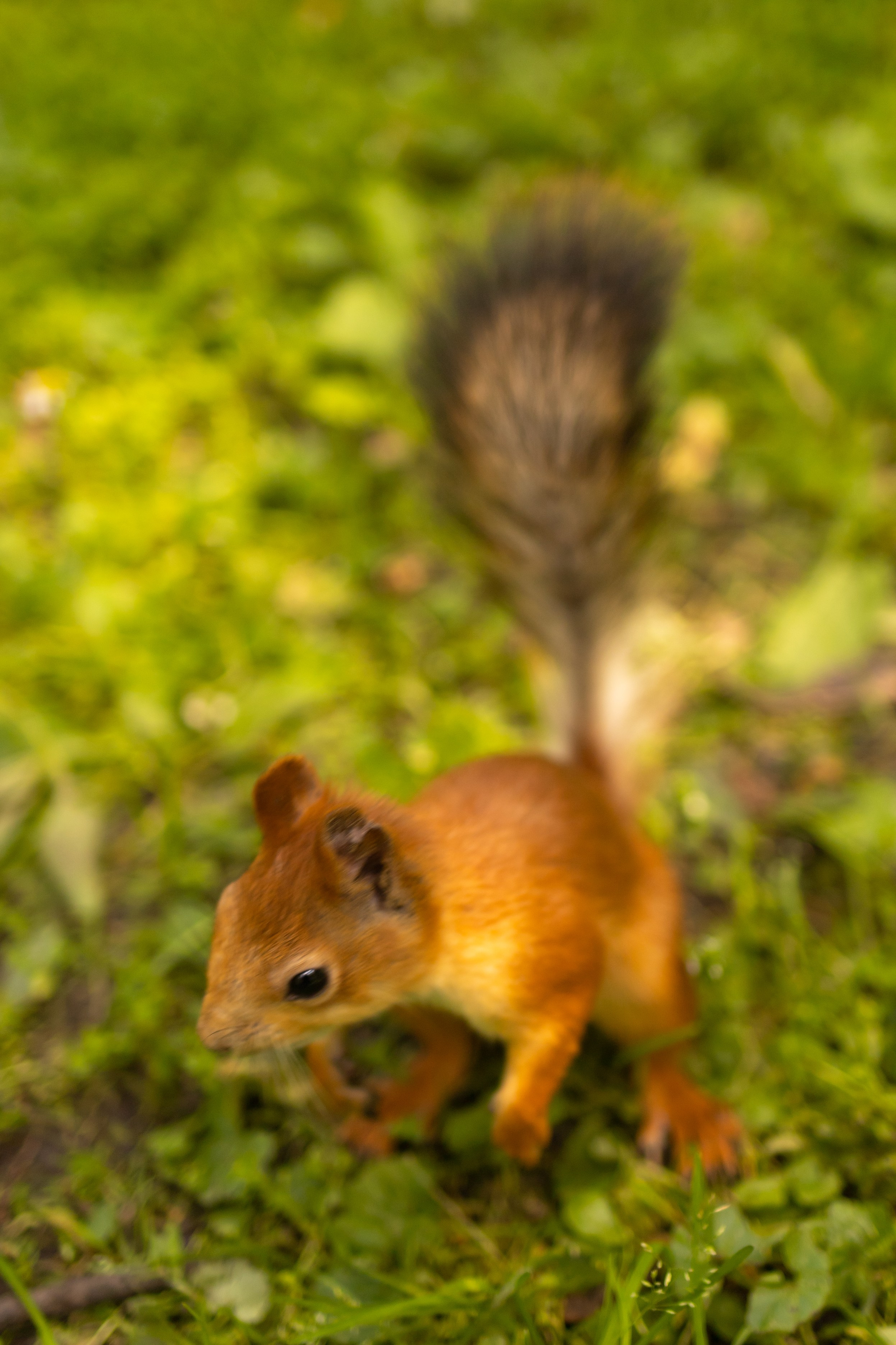 Boho wigwam (summer 2024). Семейный и детский фотограф, фотограф беременности, ньюборн в Москве