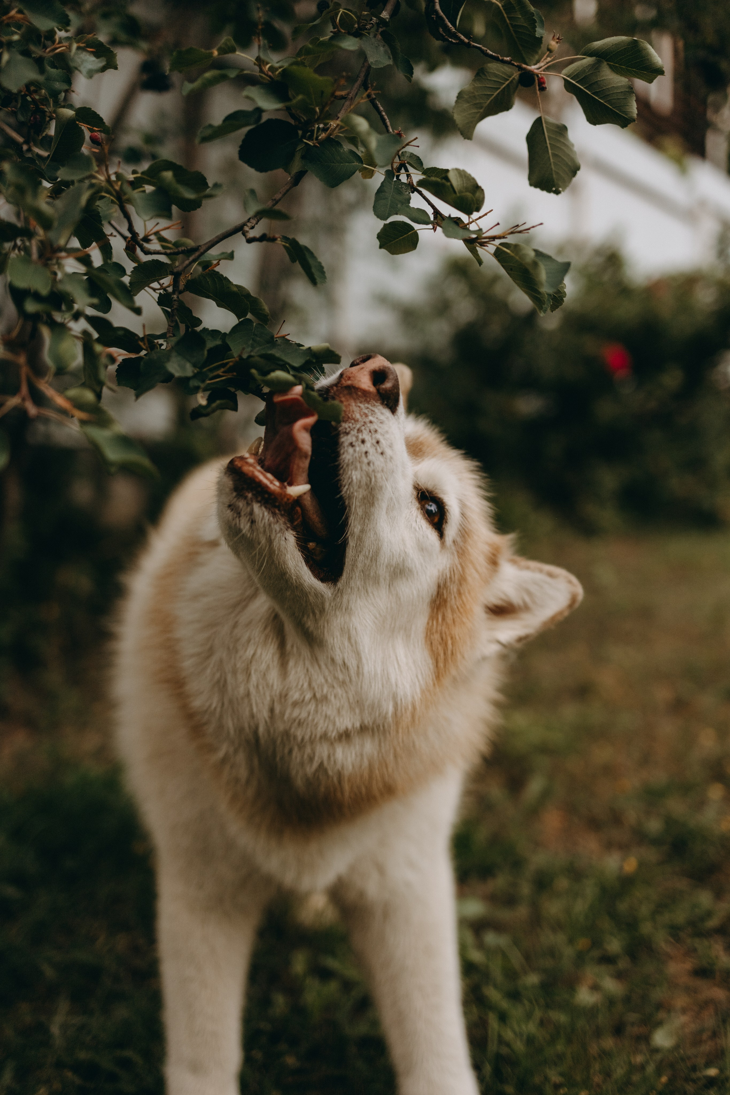 Дом у реки. Фотограф — Анималист | Санкт-Петербург