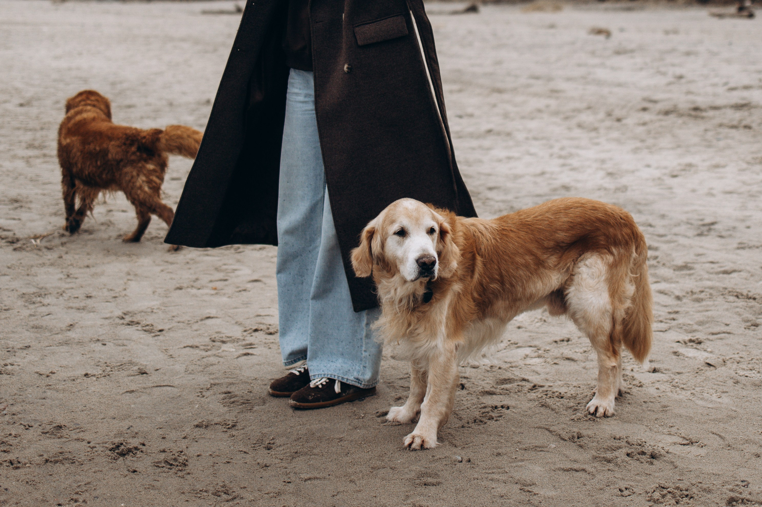Юля и Максик. Фотограф — Анималист | Санкт-Петербург