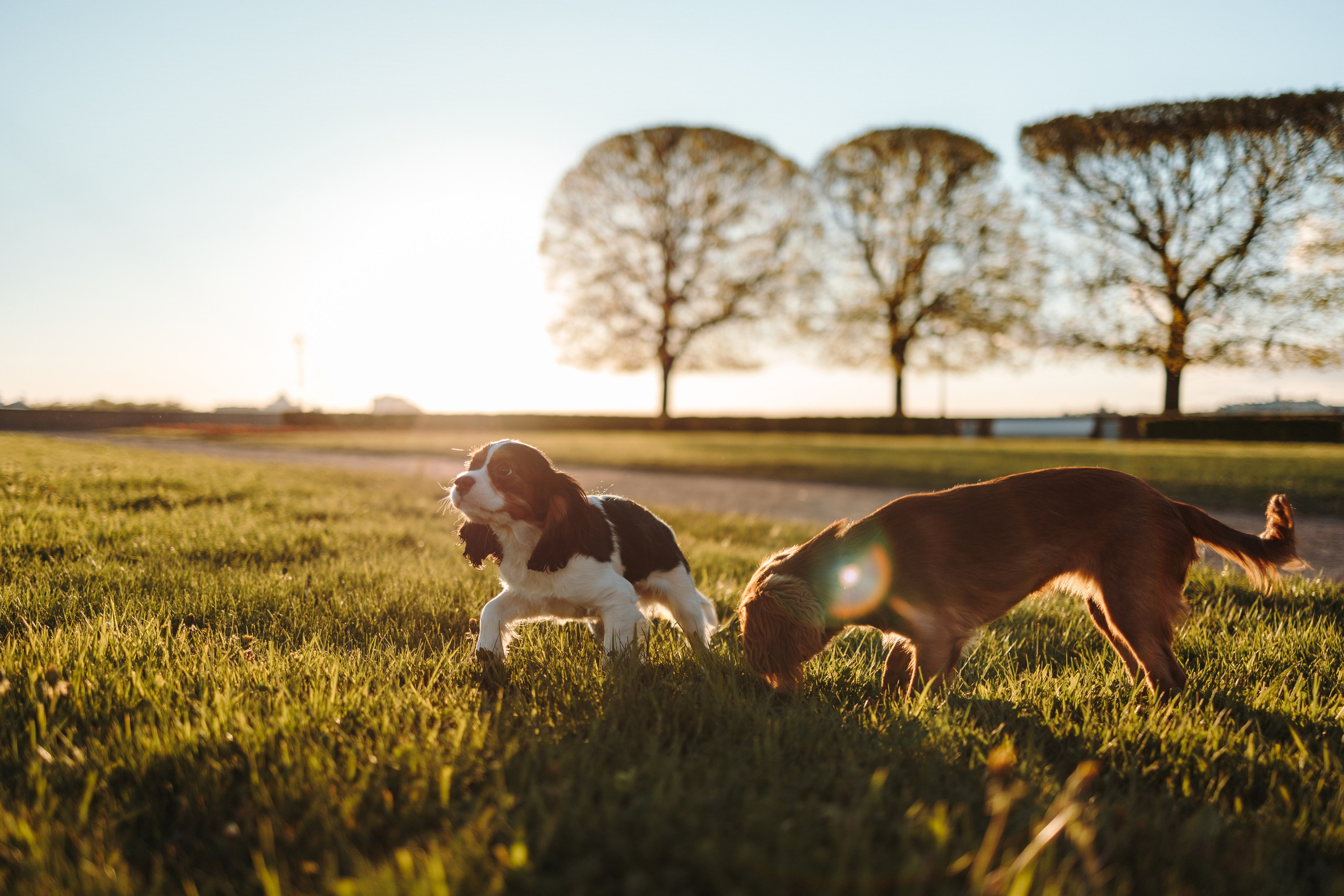 Аня, Стеша и Степан. Фотограф — Анималист | Санкт-Петербург
