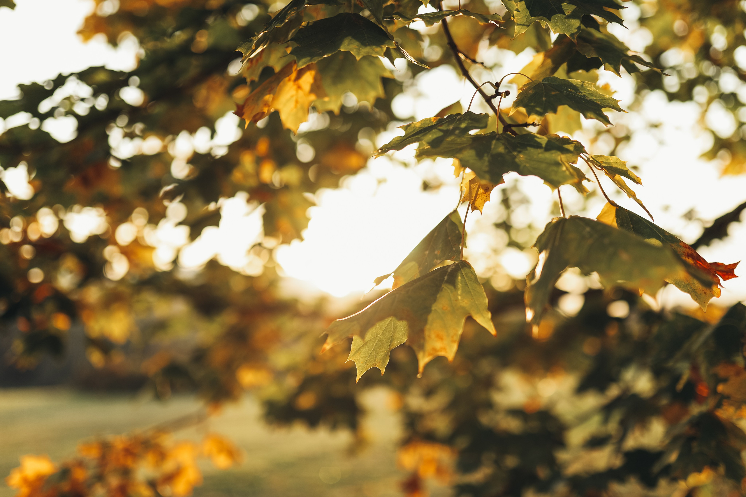 ОЛЬГА. Фотограф Лебедева Наталья