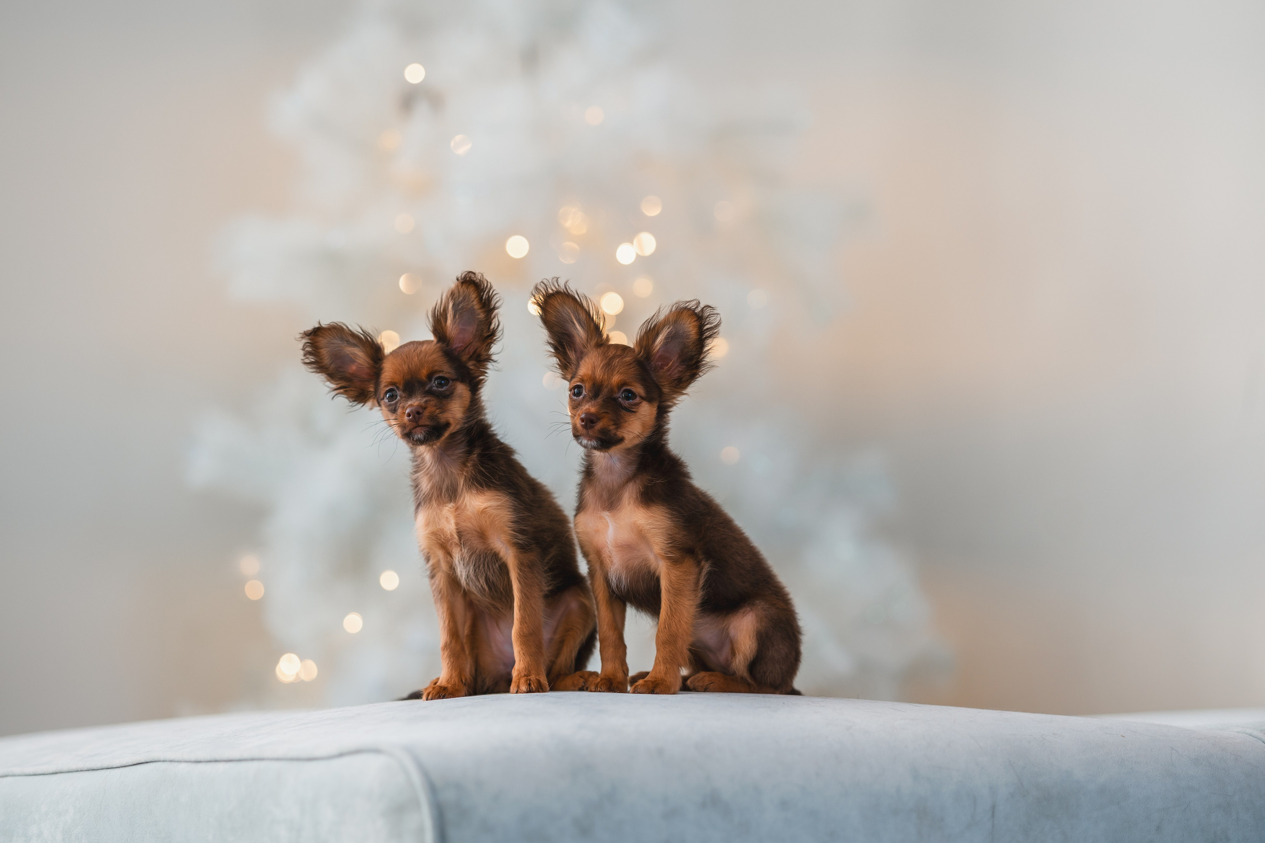 Малыши Той Терьер. Фотограф Анималист в Москве Анастасия Жучкова