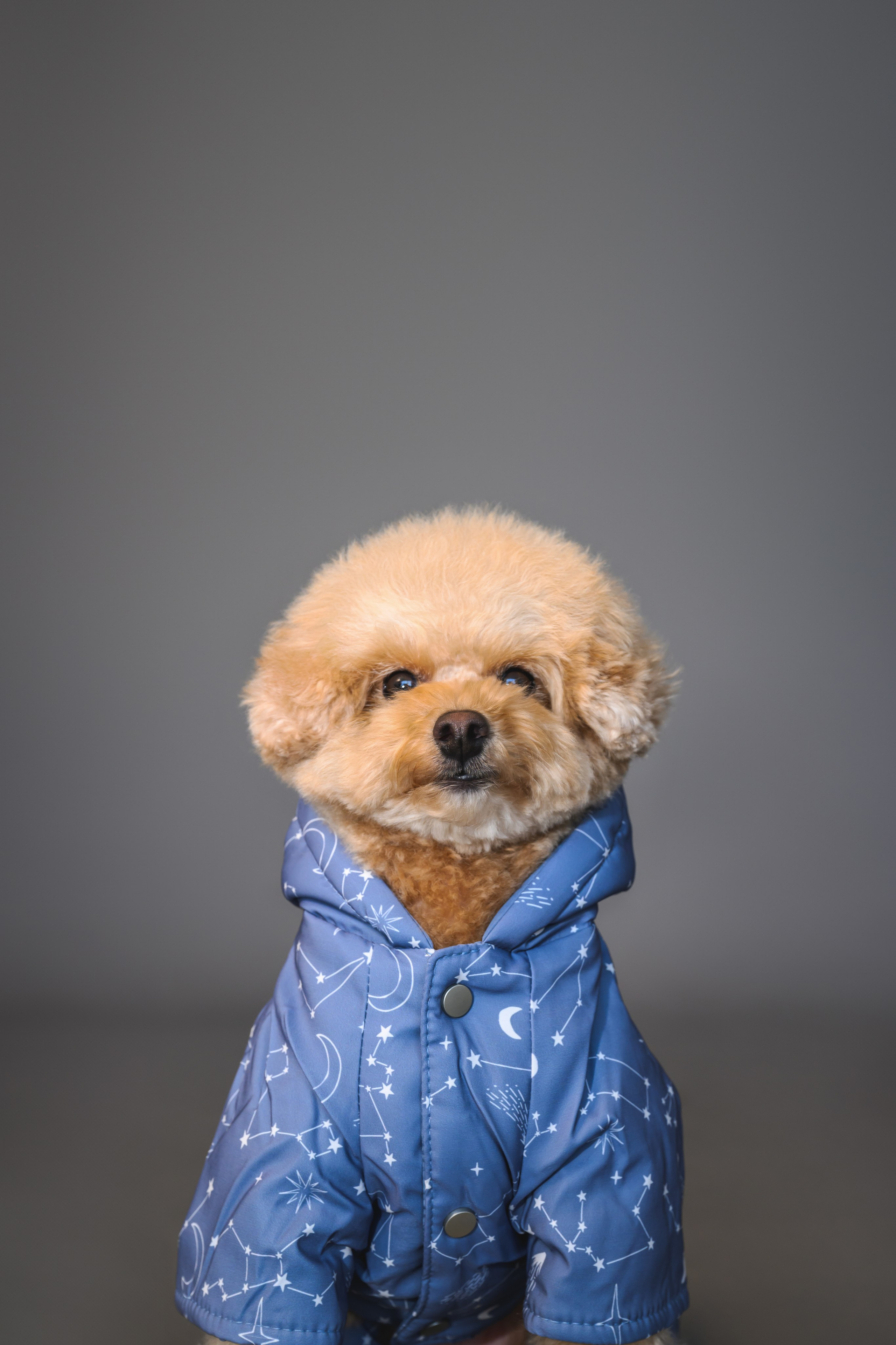 Пудель. Фотограф Анималист в Москве Анастасия Жучкова