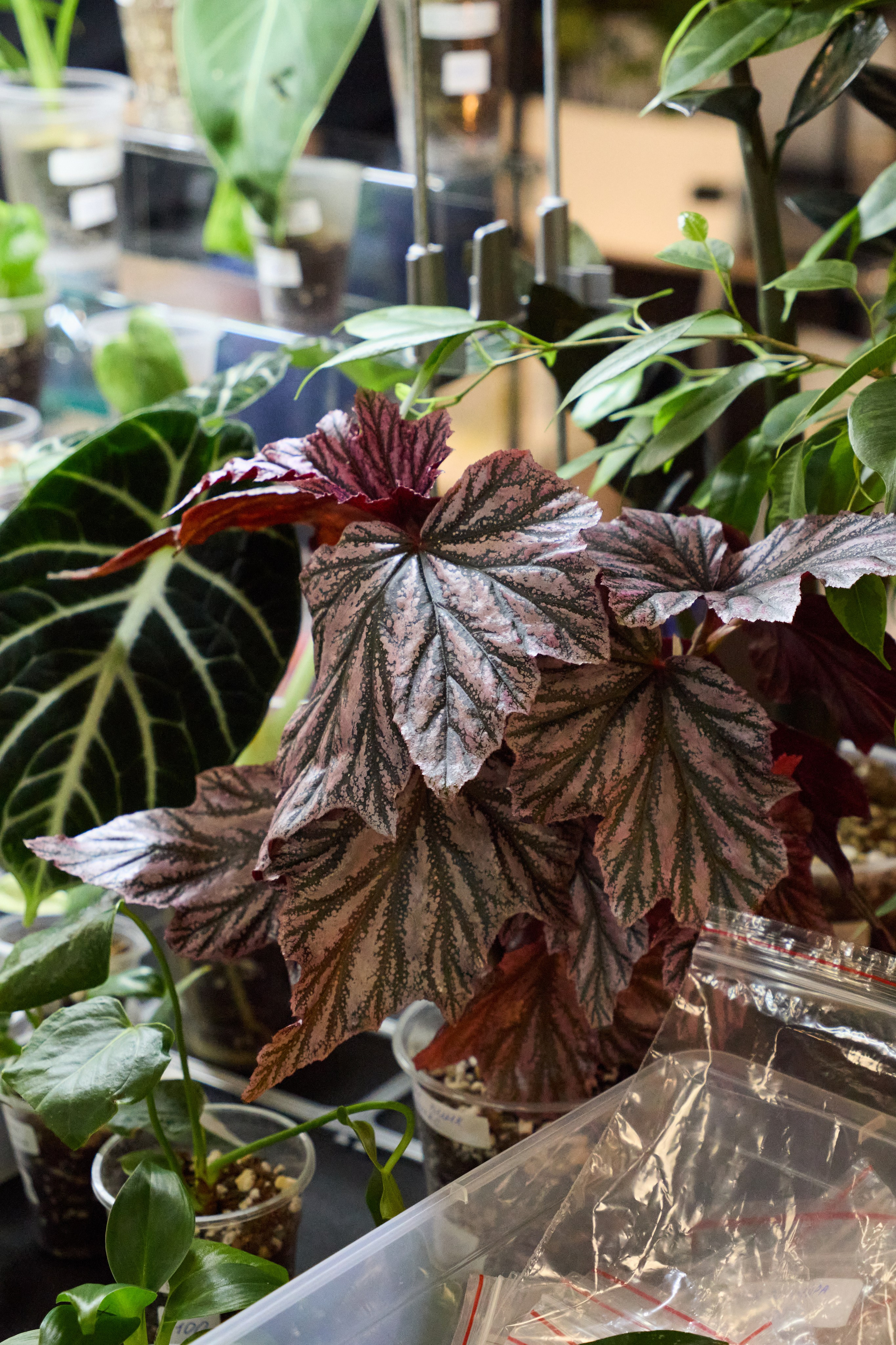 Цветочная ярмарка