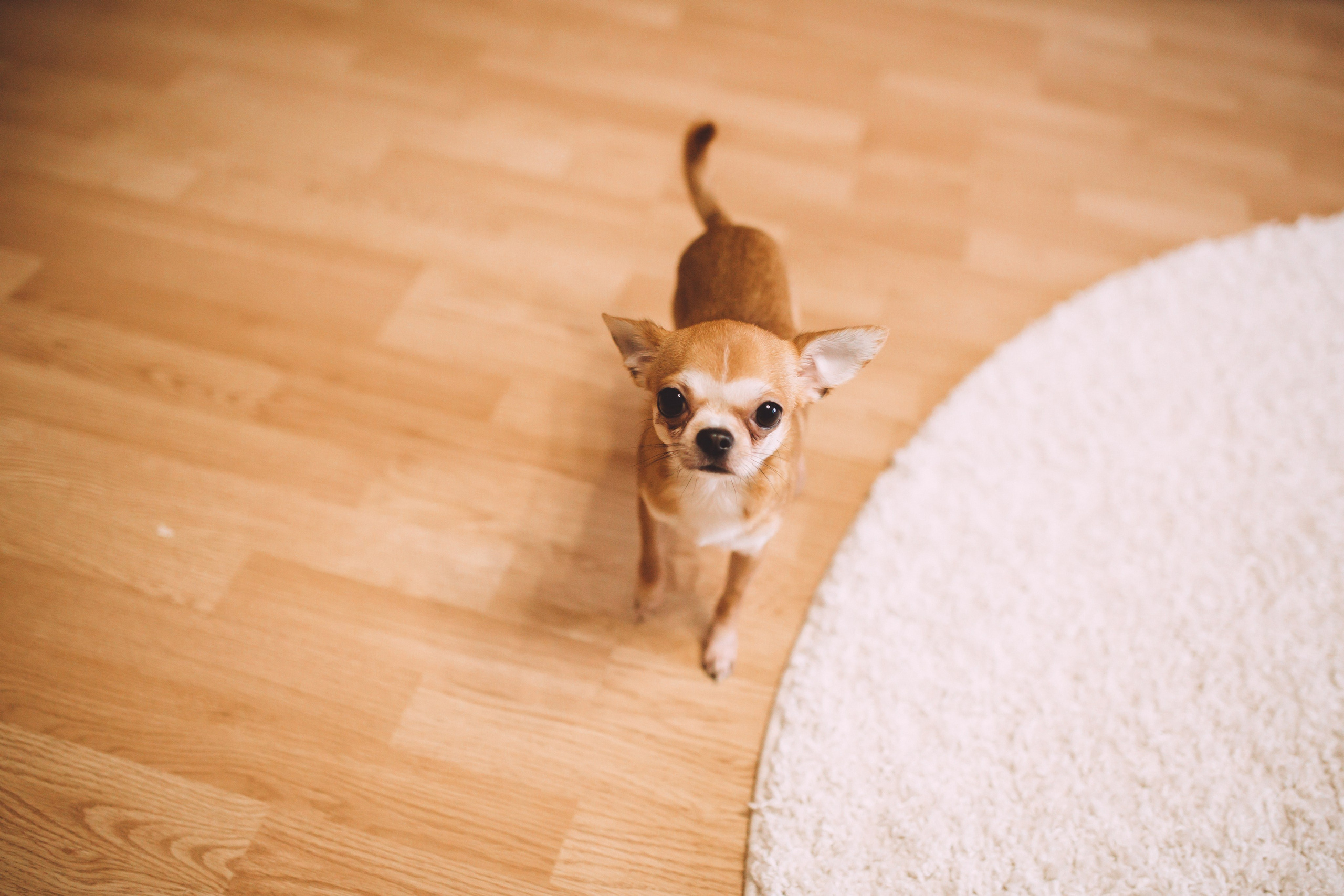 Никита & Олеся. Анна Михайлова|Свадебный фотограф в Санкт-Петербурге