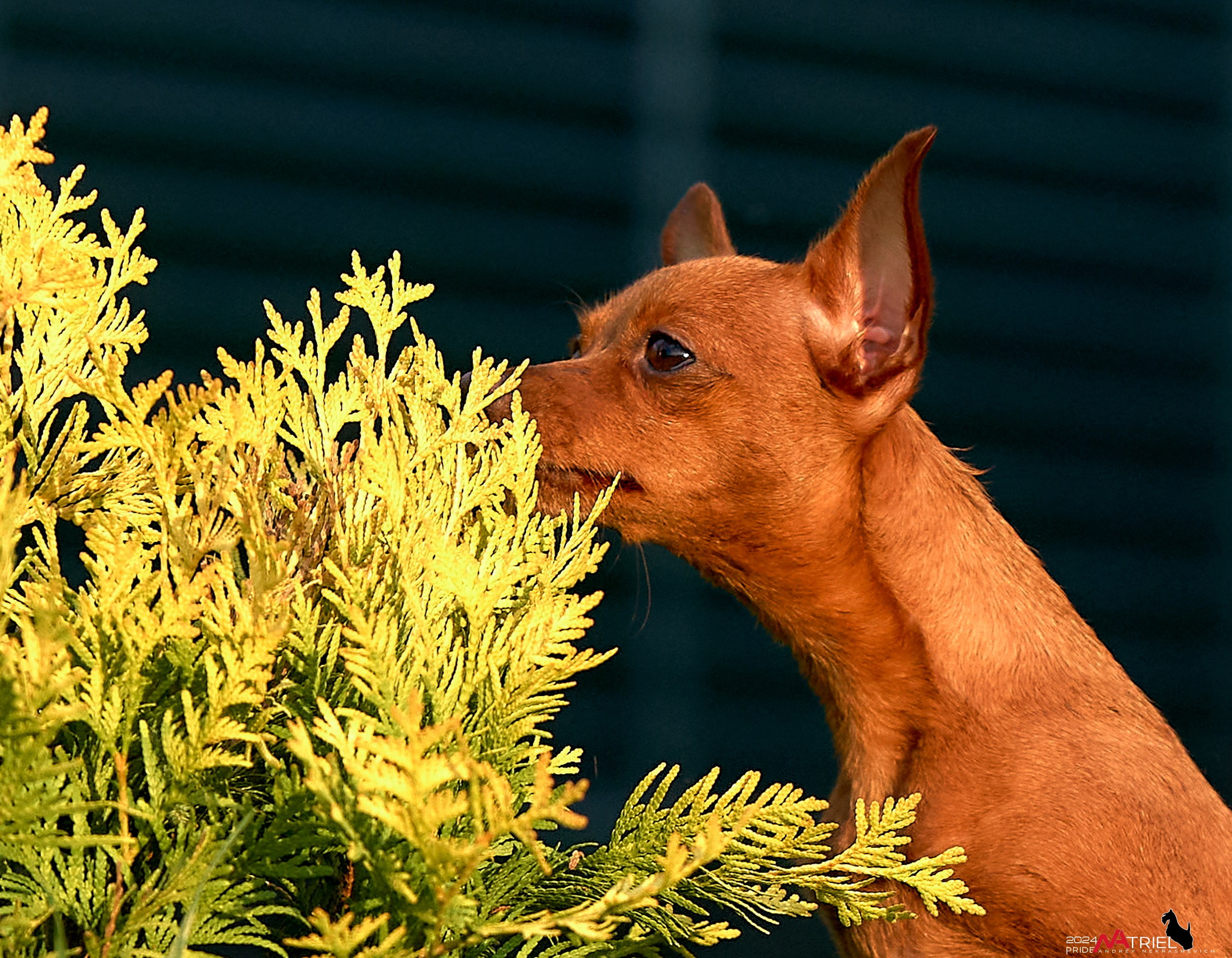 Фотопрогулка с крысариками