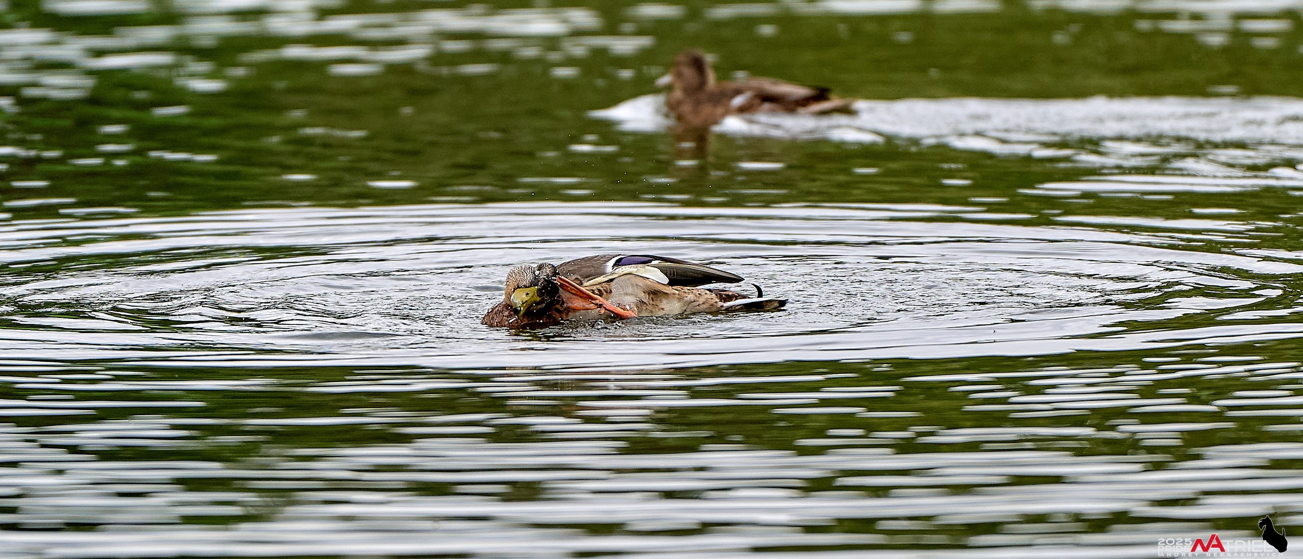 Утки на пруду