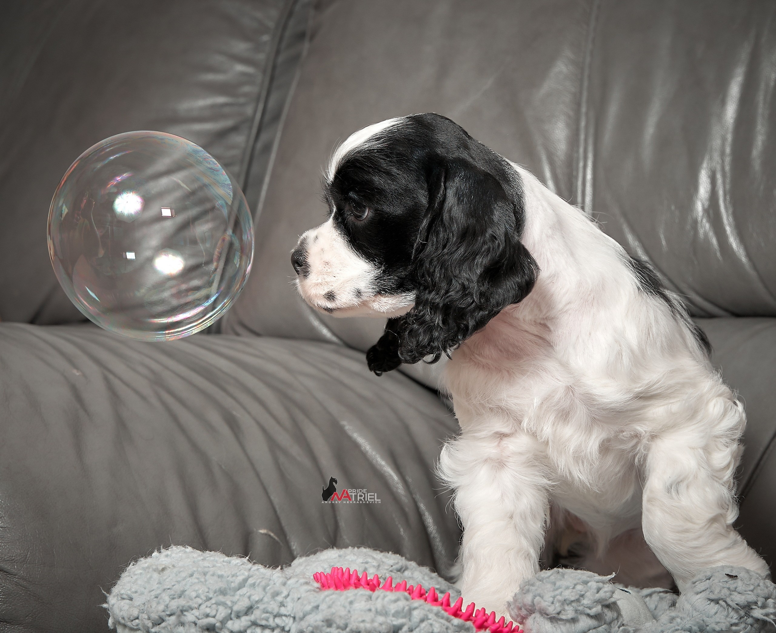 Щенки дома — галерея NATRIEL