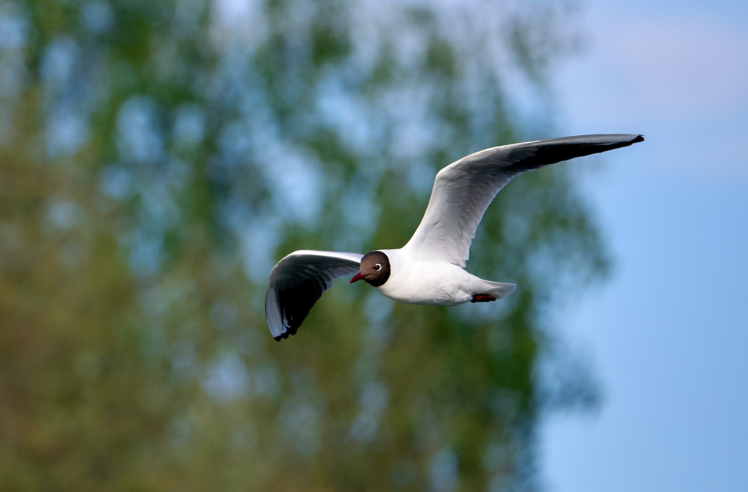 Фото птиц — галерея NATRIEL