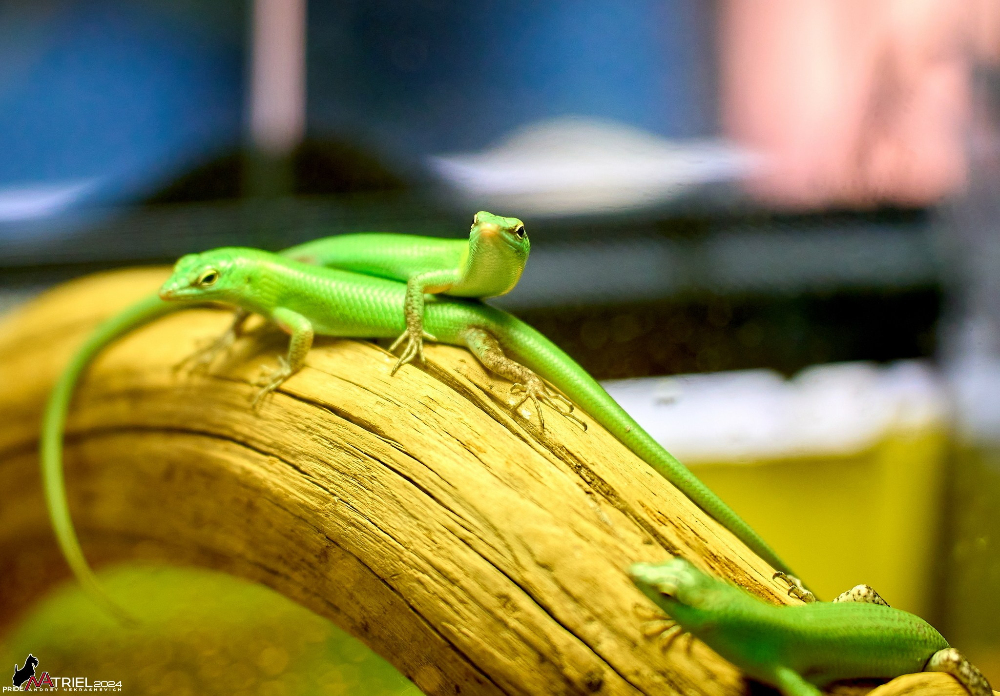 Репортаж с выставки РЕПТИЛИУМ-2024