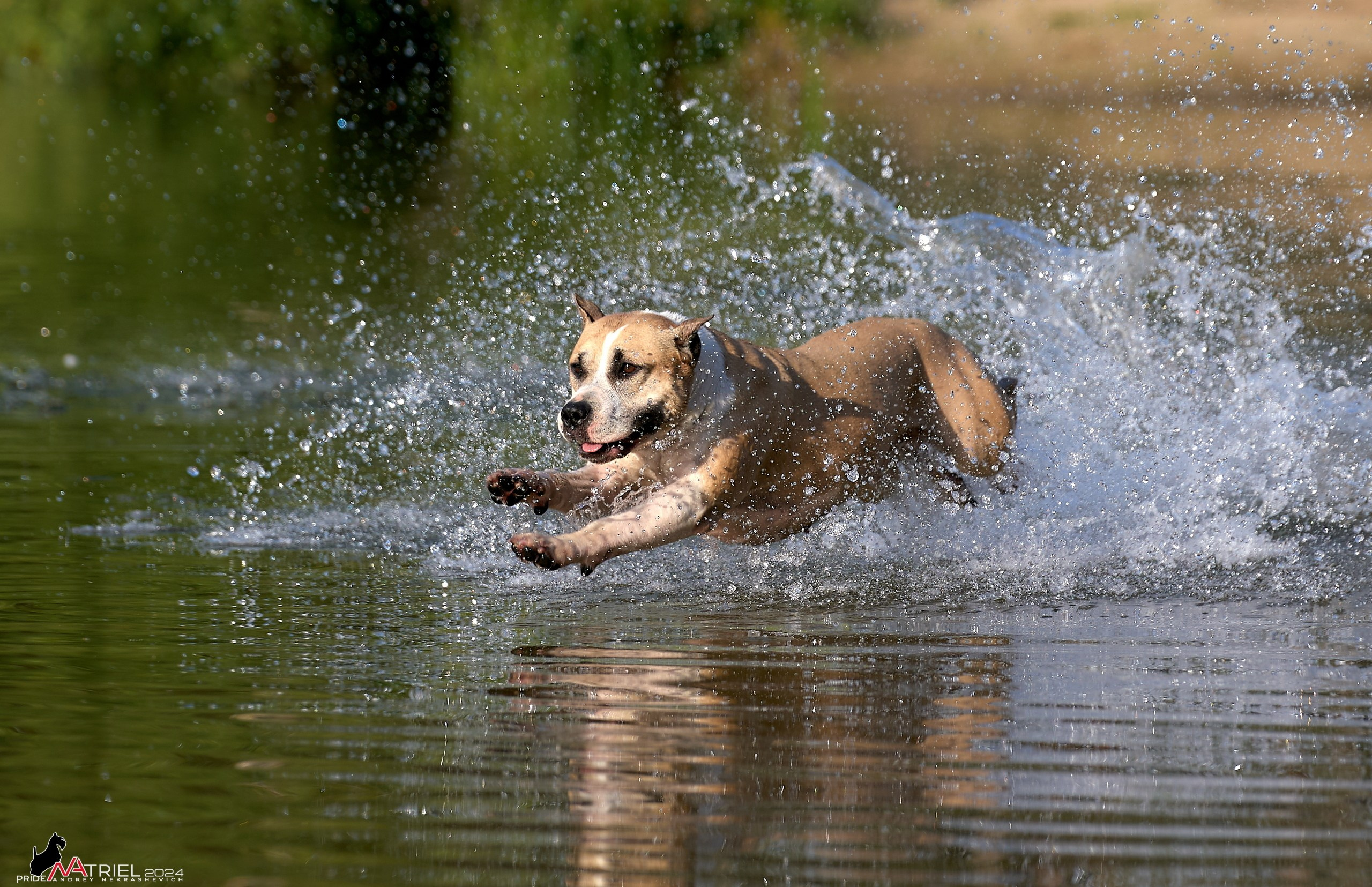 Фотопрогулка с булли